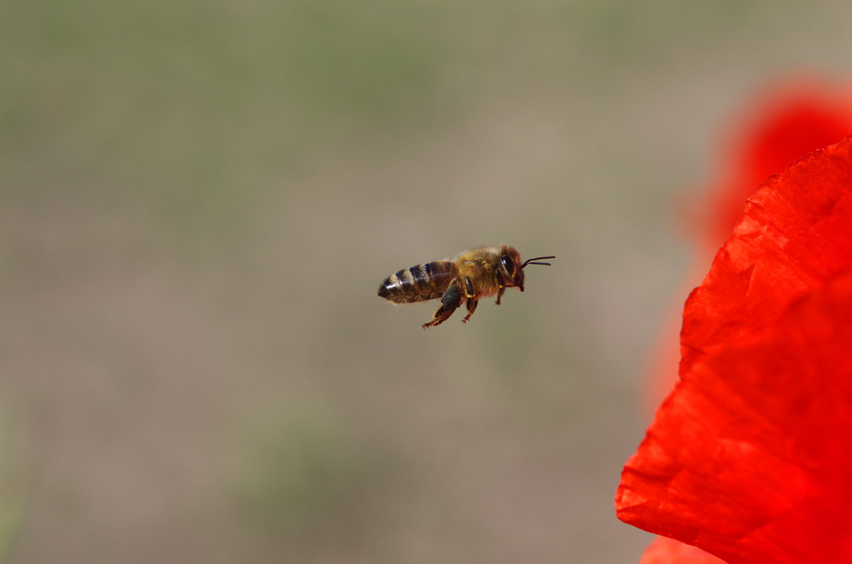Flying through the Poppies
