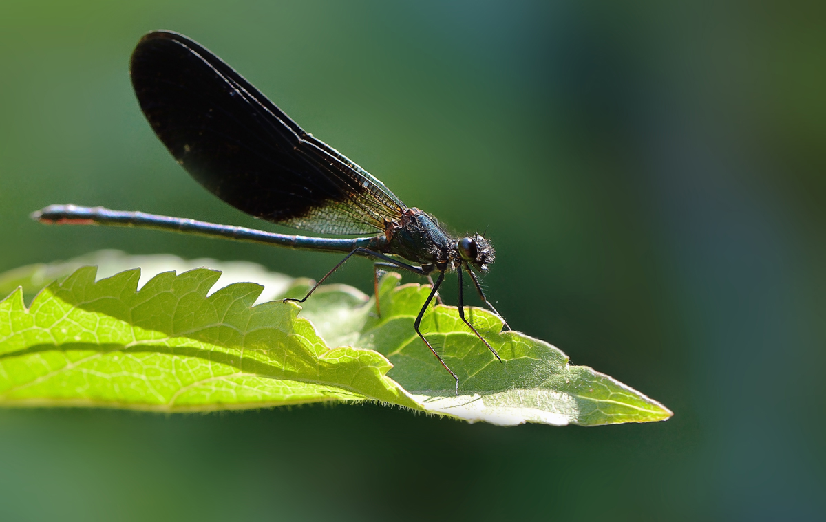 Black Dragonfly