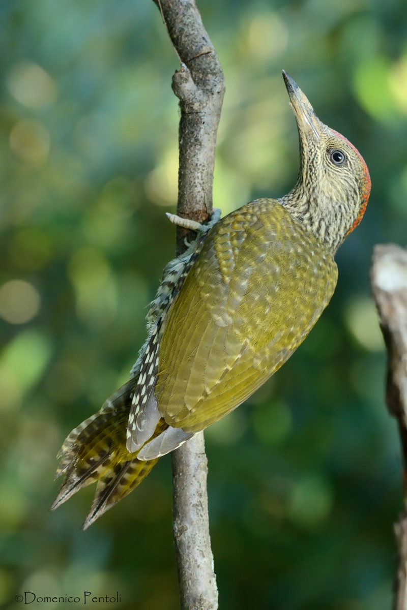 Juv. Green Woodpecker