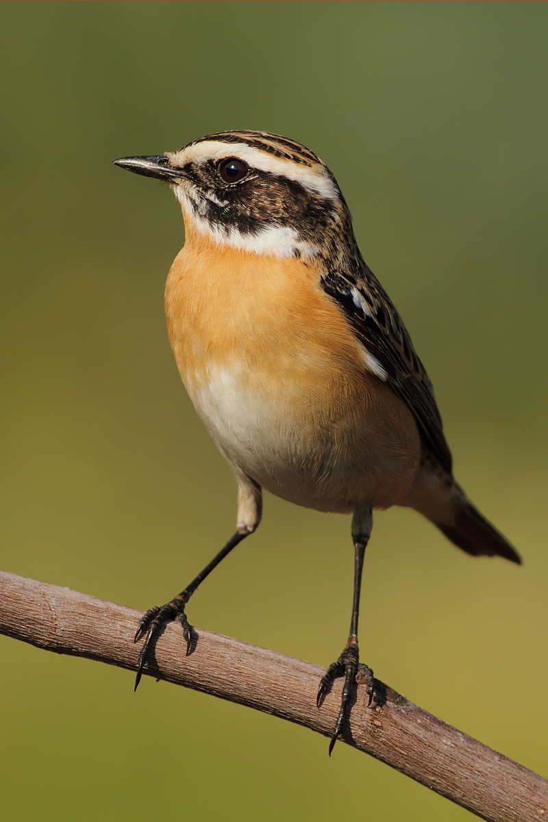 Whinchat