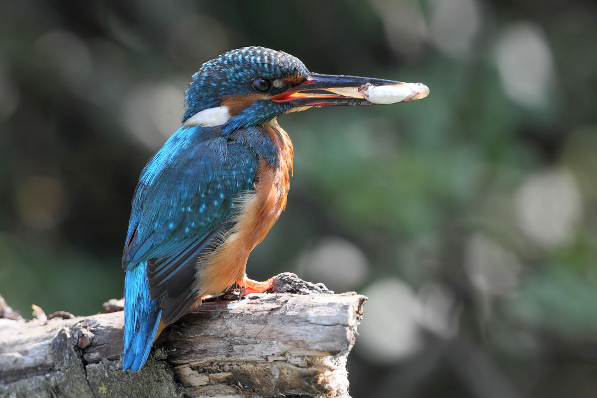 Kingfisher with fish