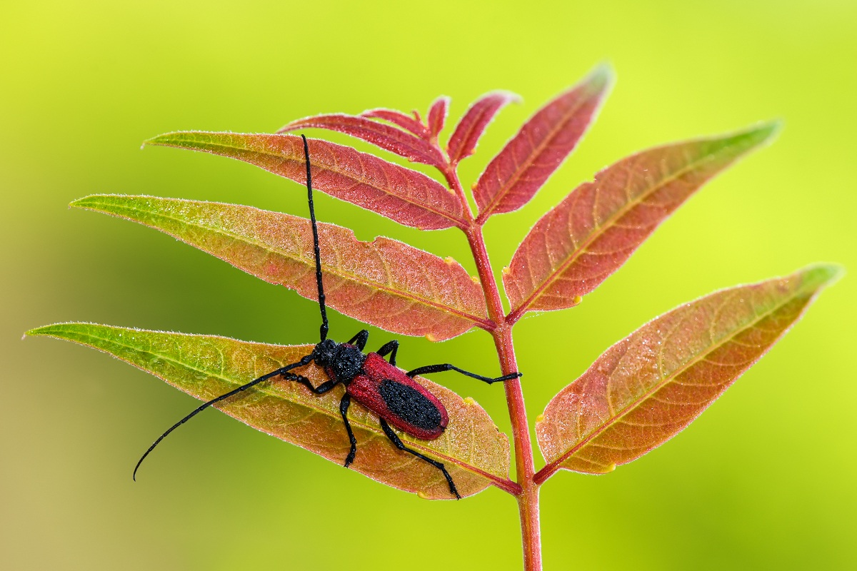 Purpuricenus kaehleri