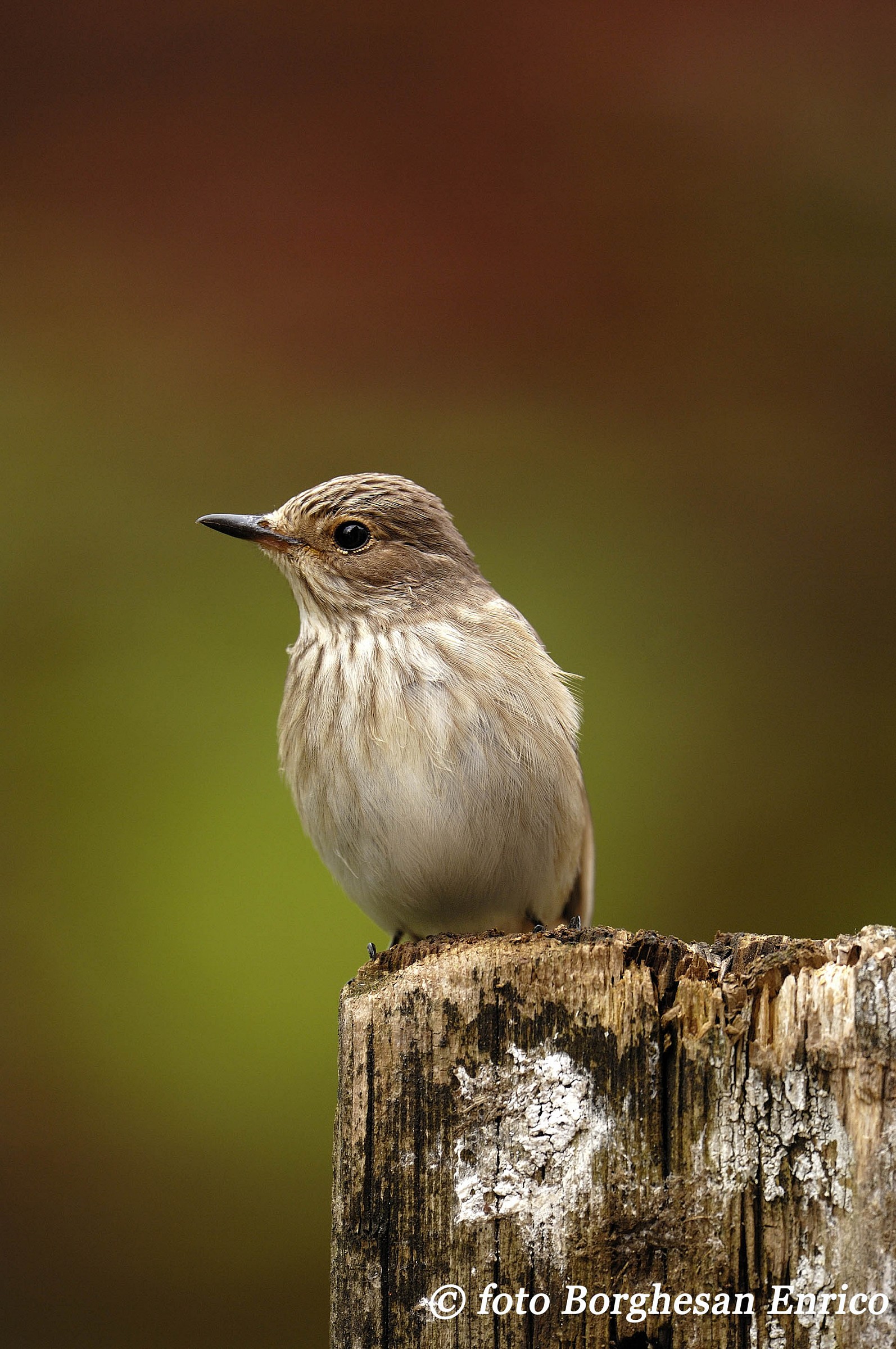 Flycatcher