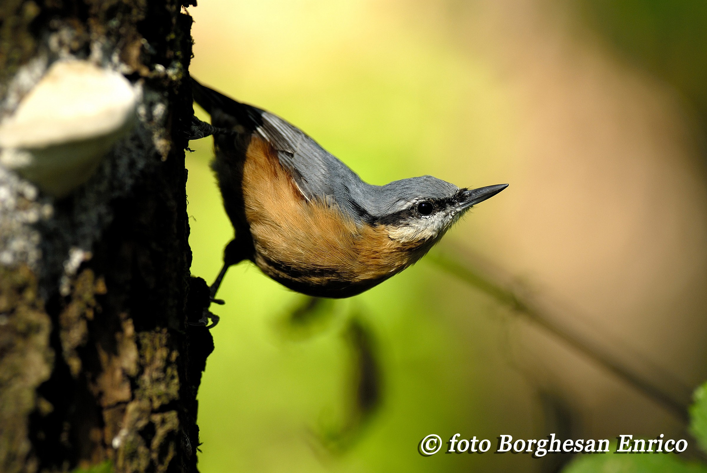 Nuthatch