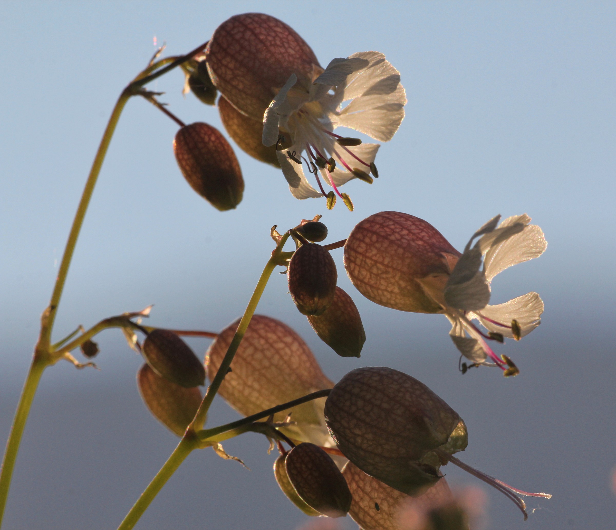 Sciupett (Silene inflata)