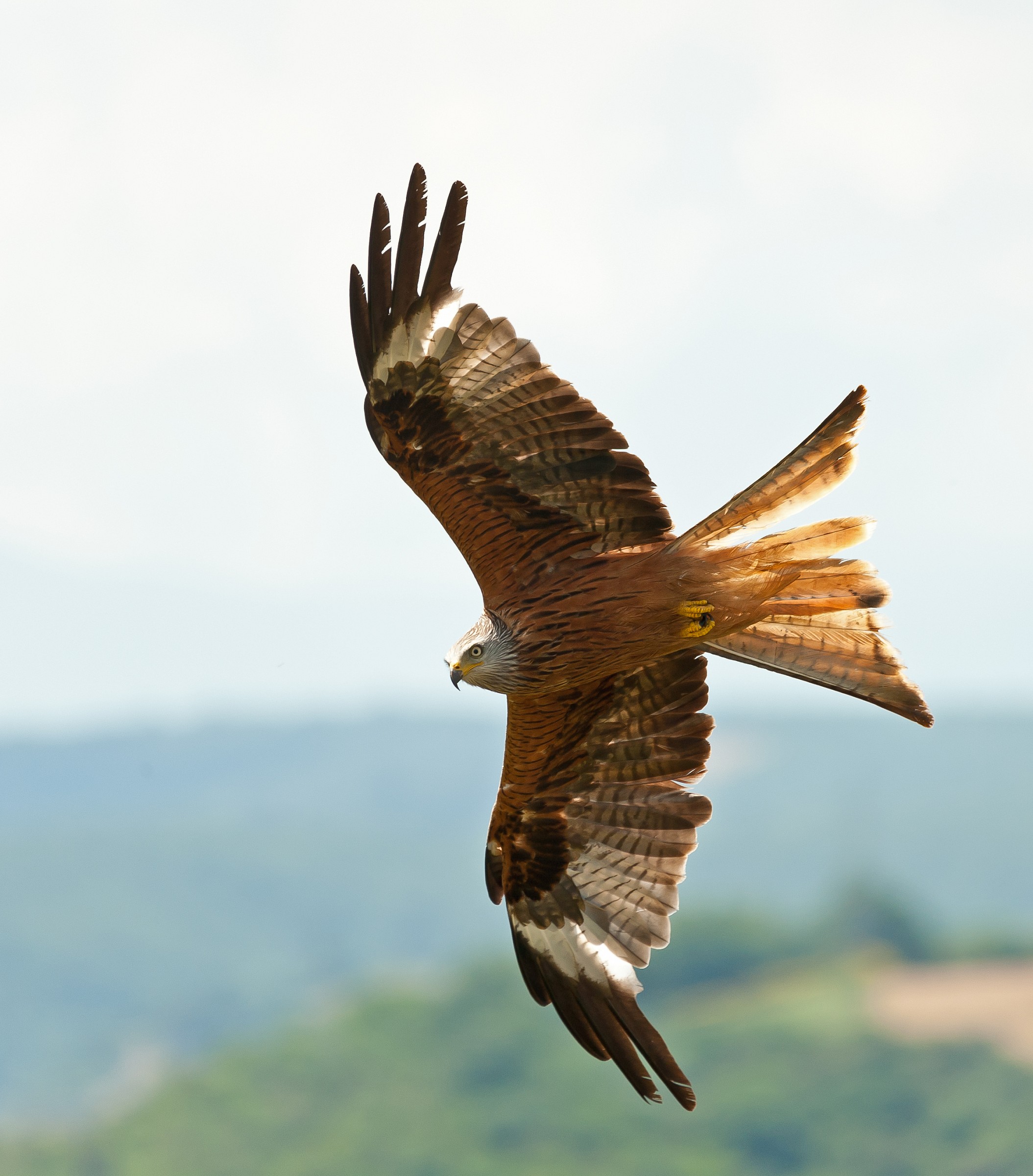 Passaggio veloce Nibbio Reale
