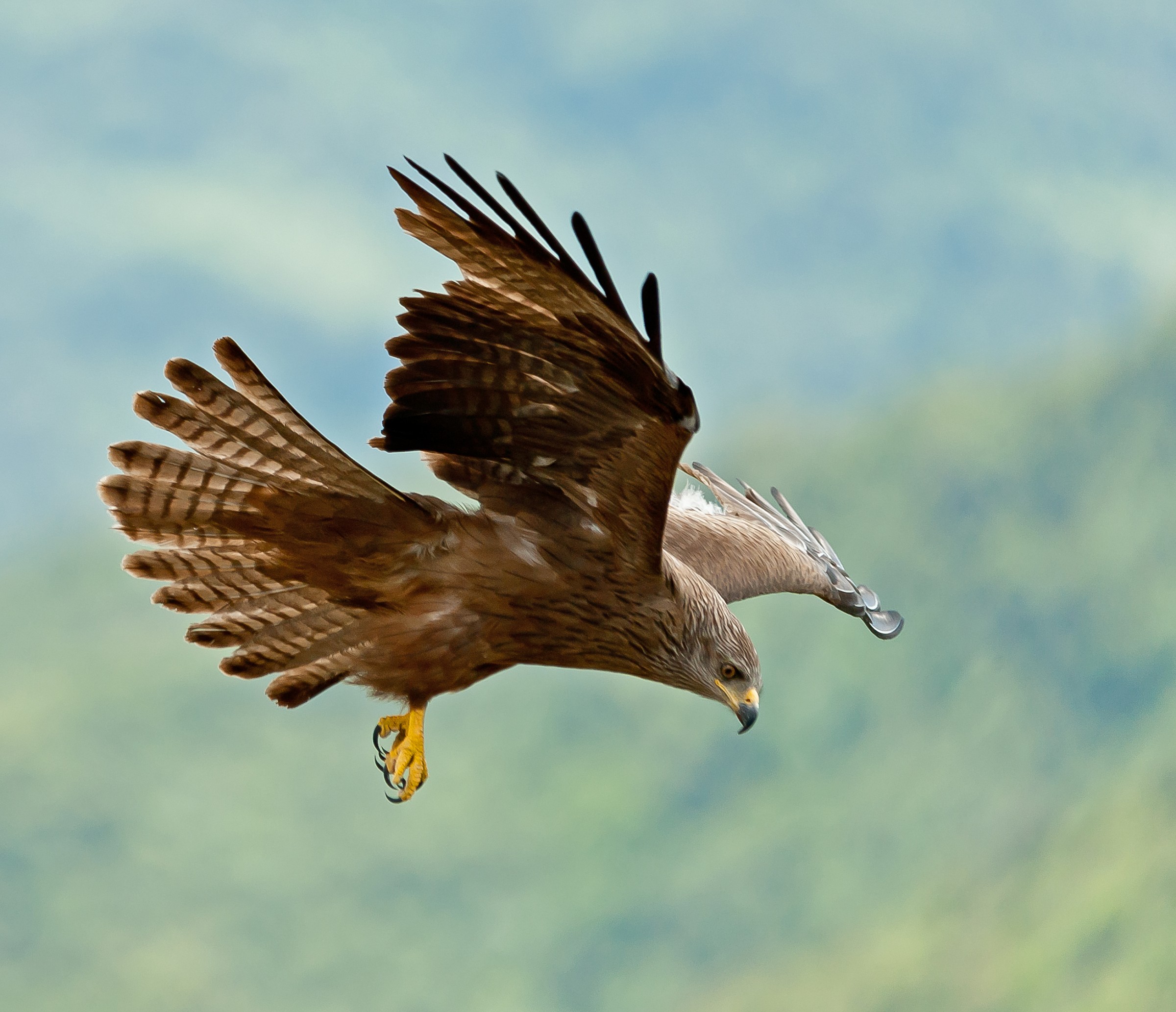 Nibbio Bruno in picchiata