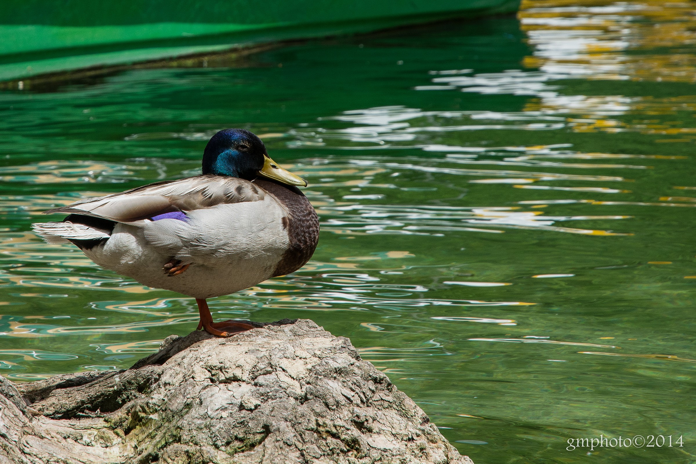 Mallard