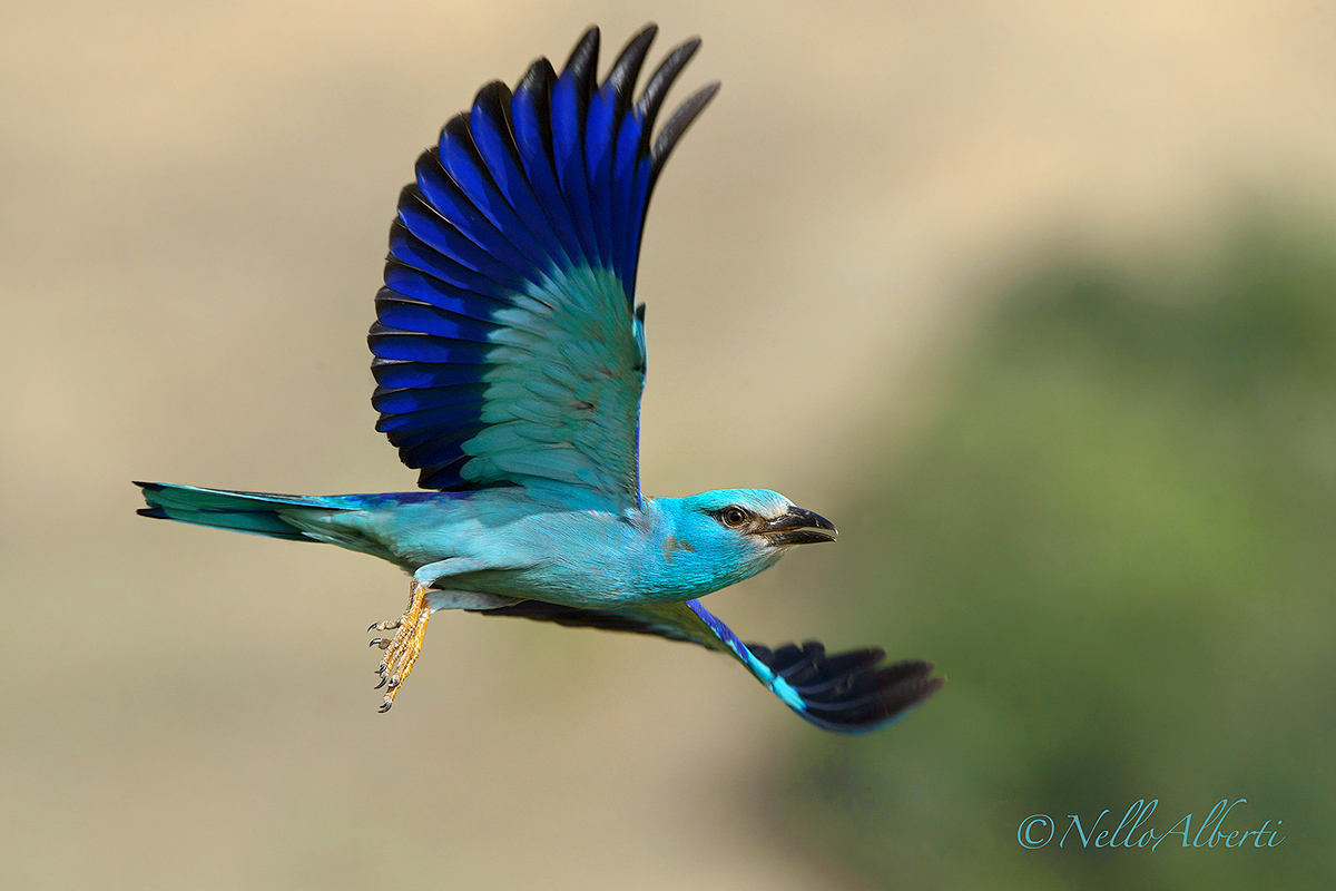 European Roller in flight