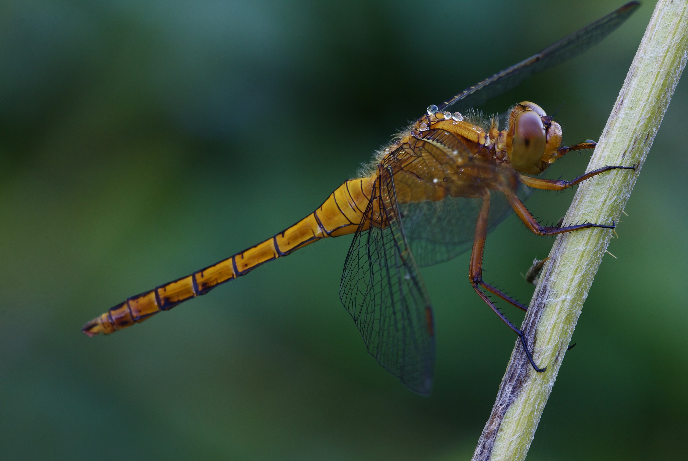 Sympetrum vulgatum