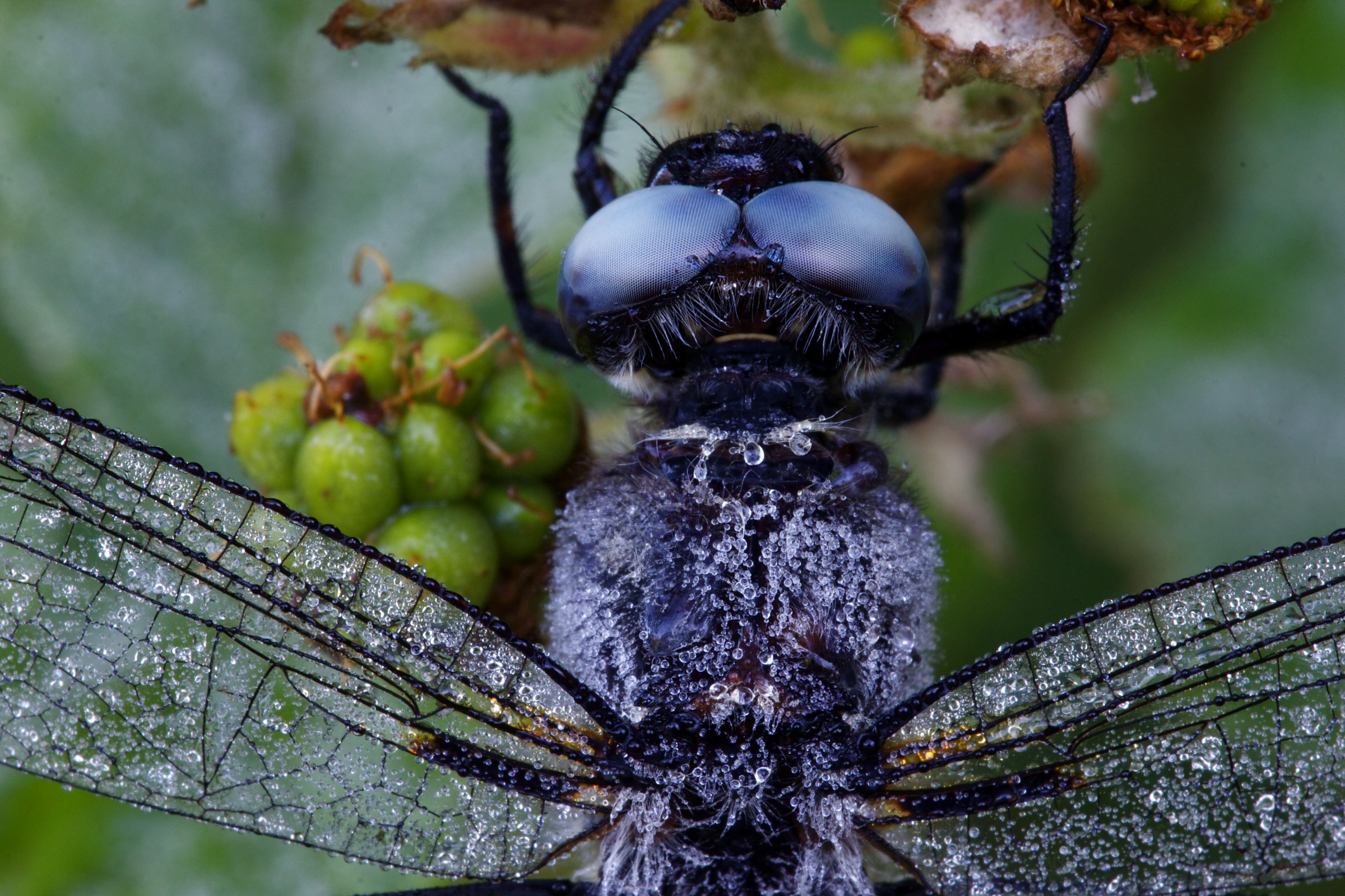 Maschio di Libellula depressa