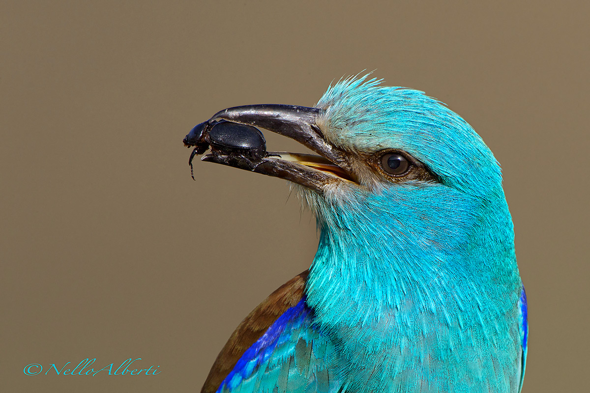 European Roller Crop no total lens 2040mm