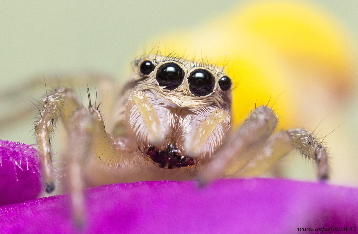Salticidae spider