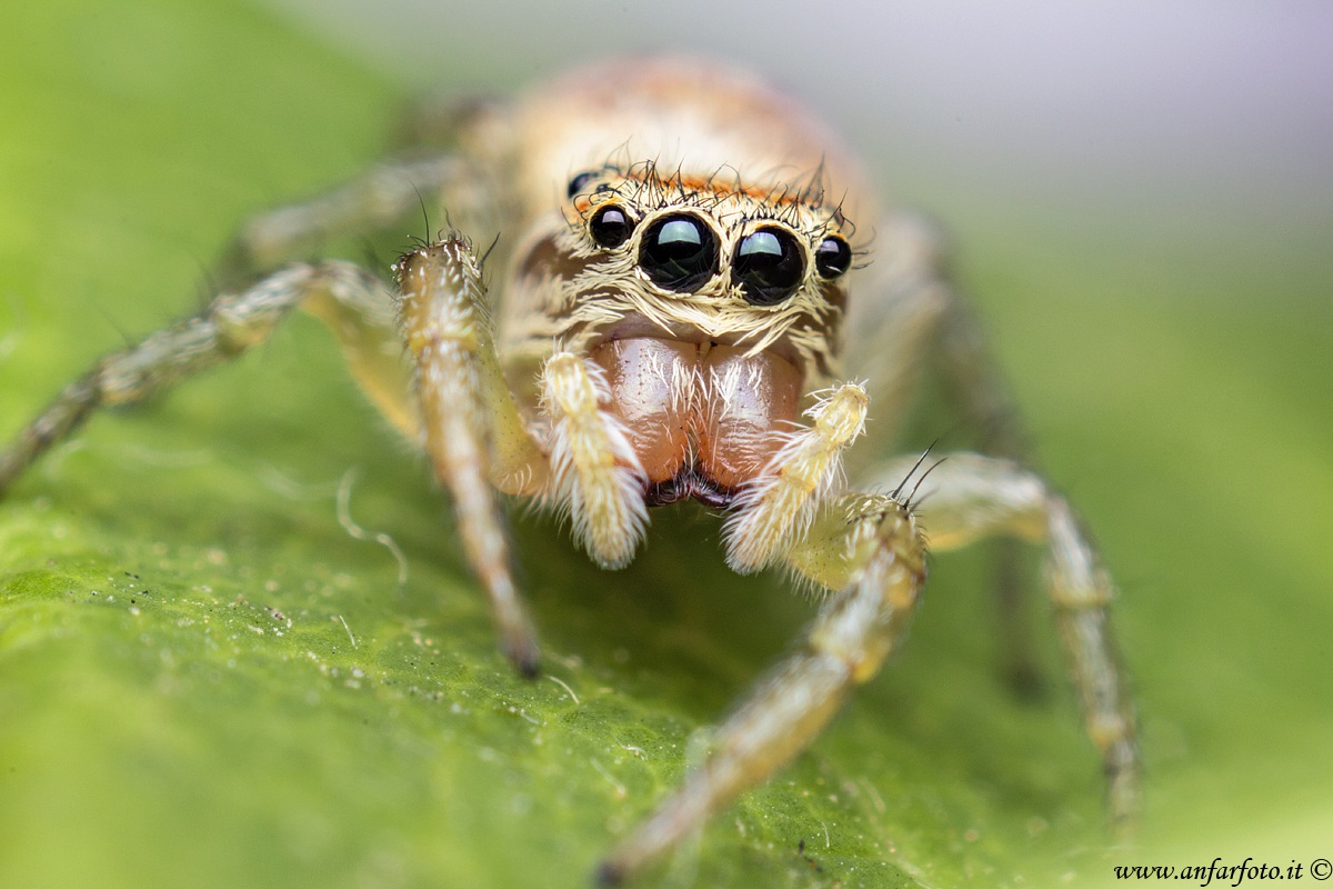Salticidae spider