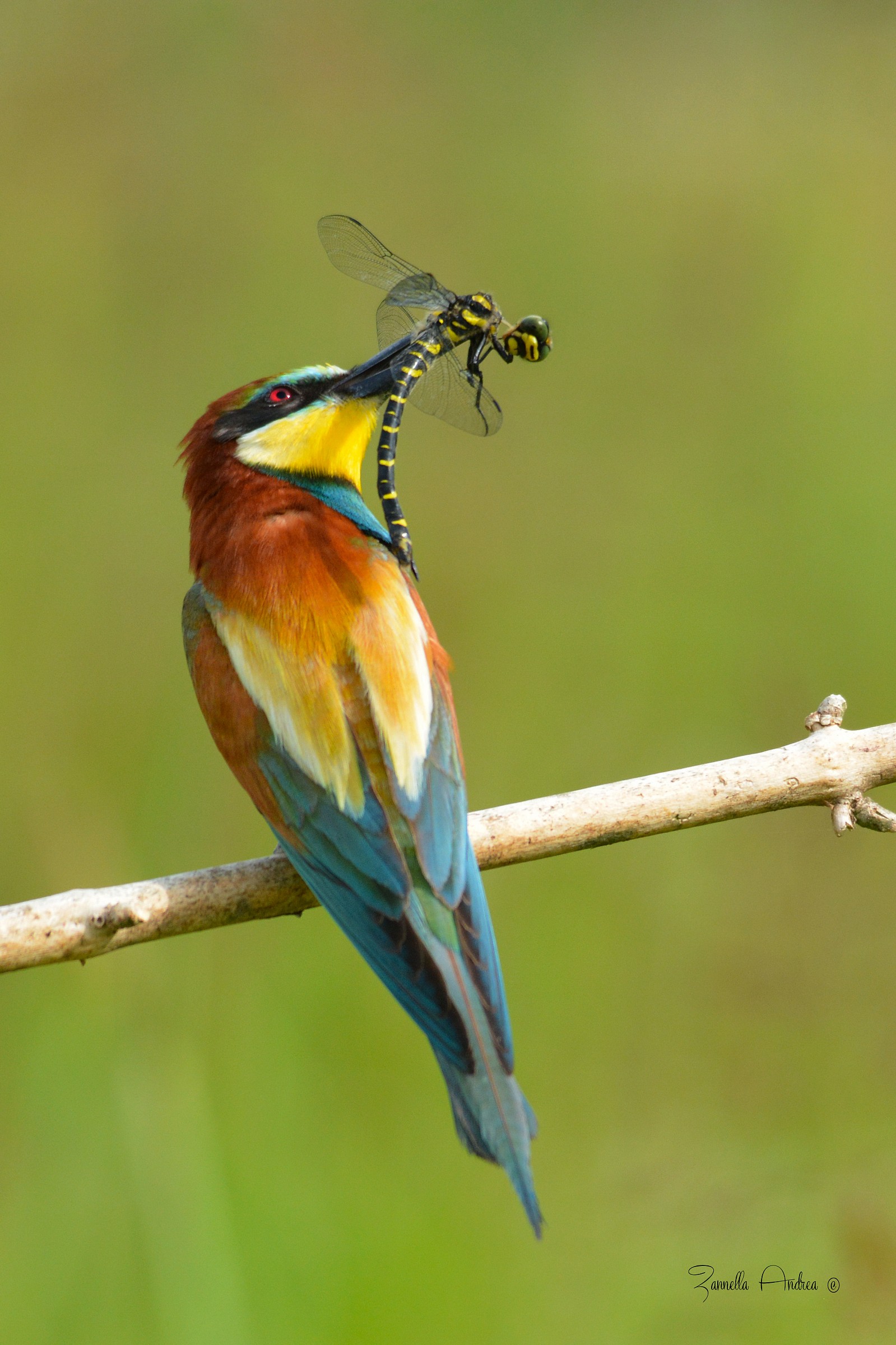 Chasing a dragonfly ..