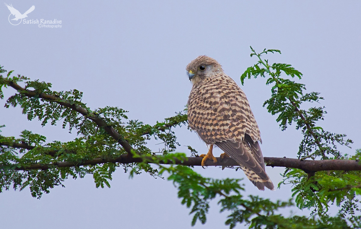 Lady in rain: Common Kestrel.