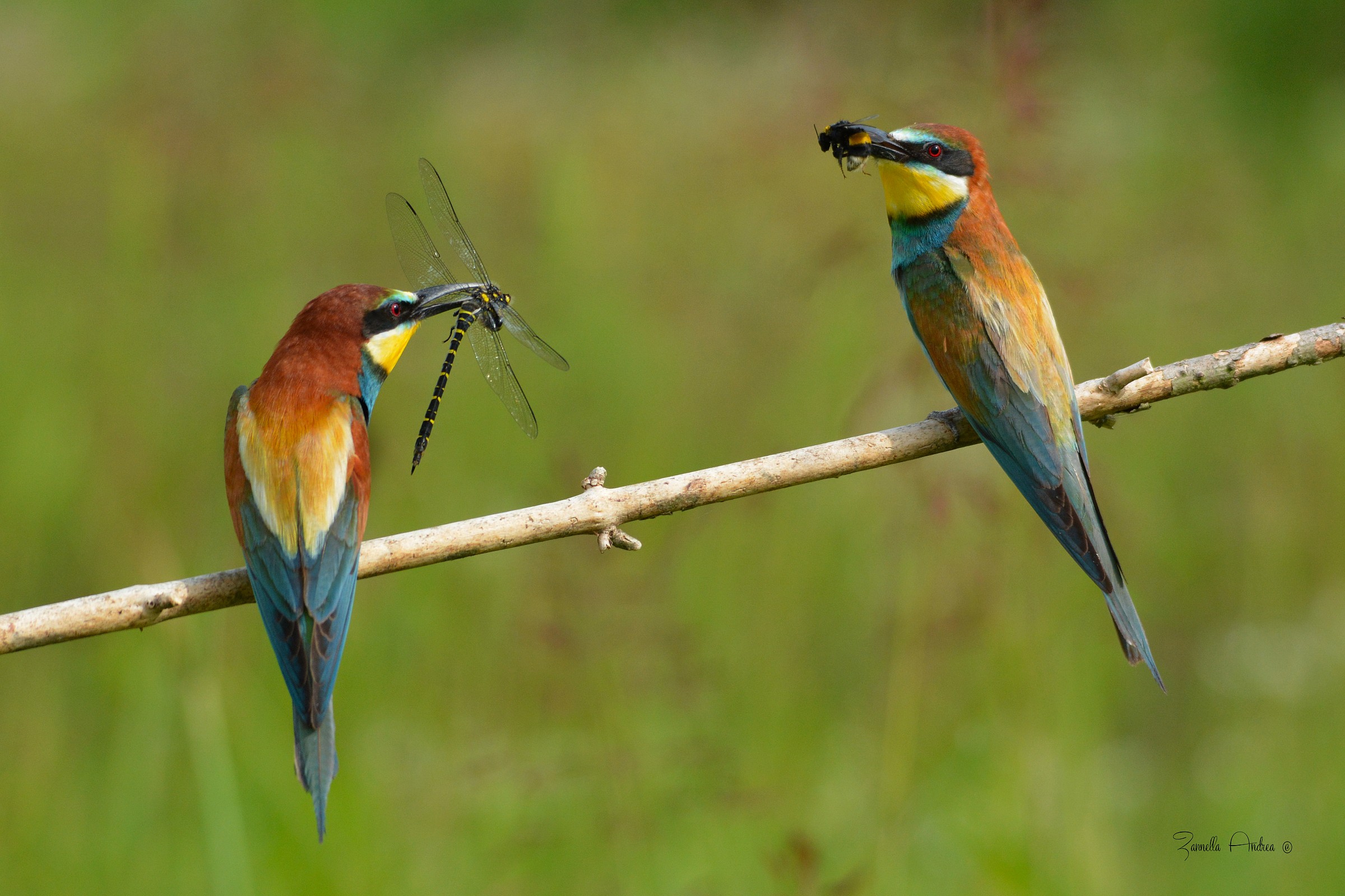 A comparison of prey!