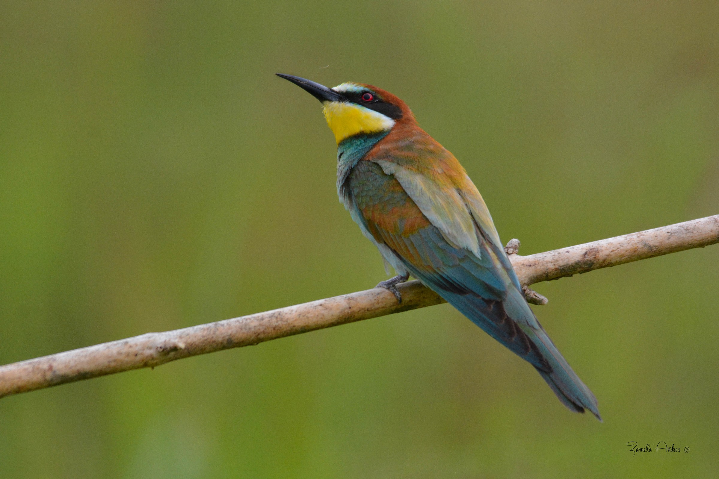 Bee-Eater