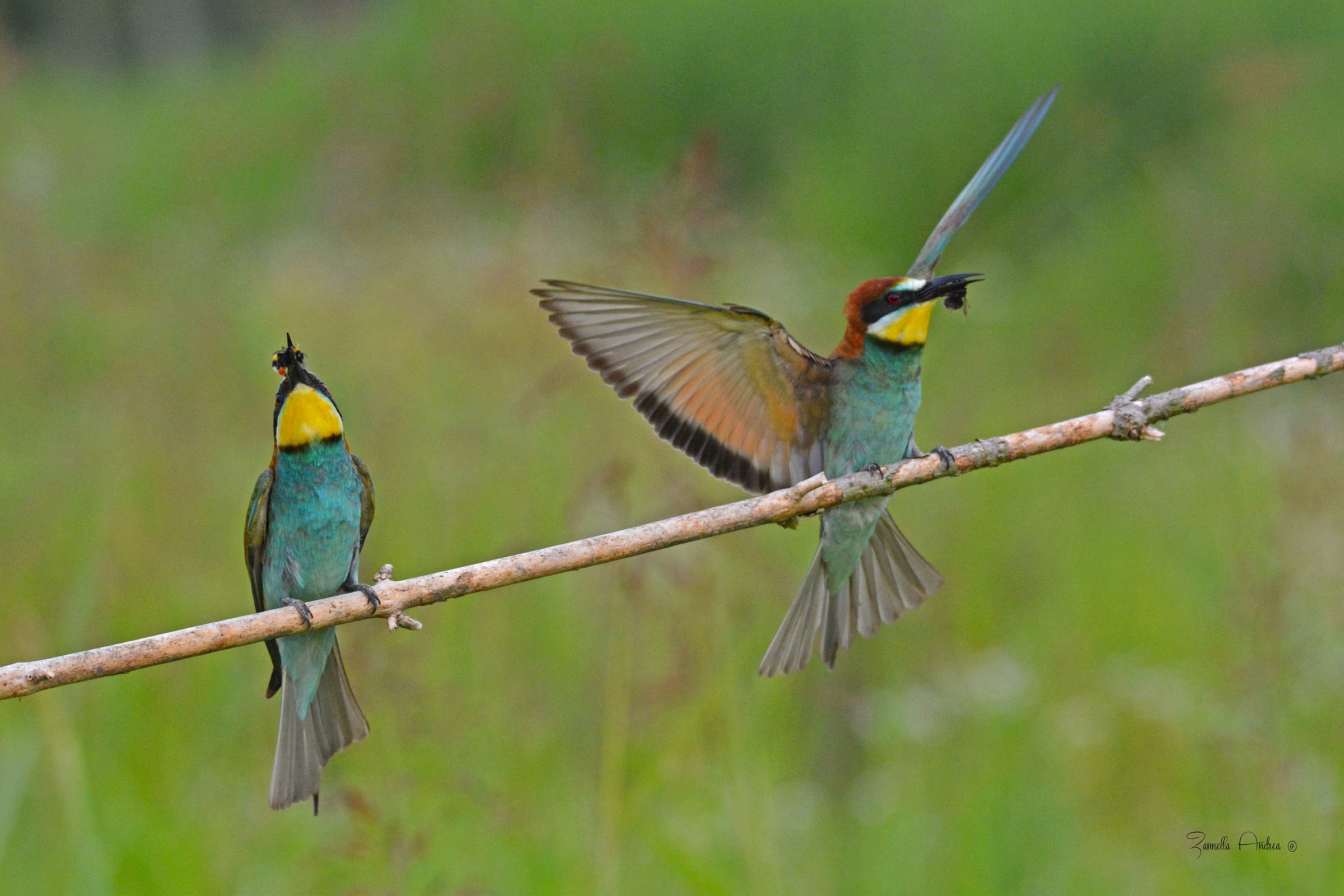 Bee-Eater in arrivooo!!