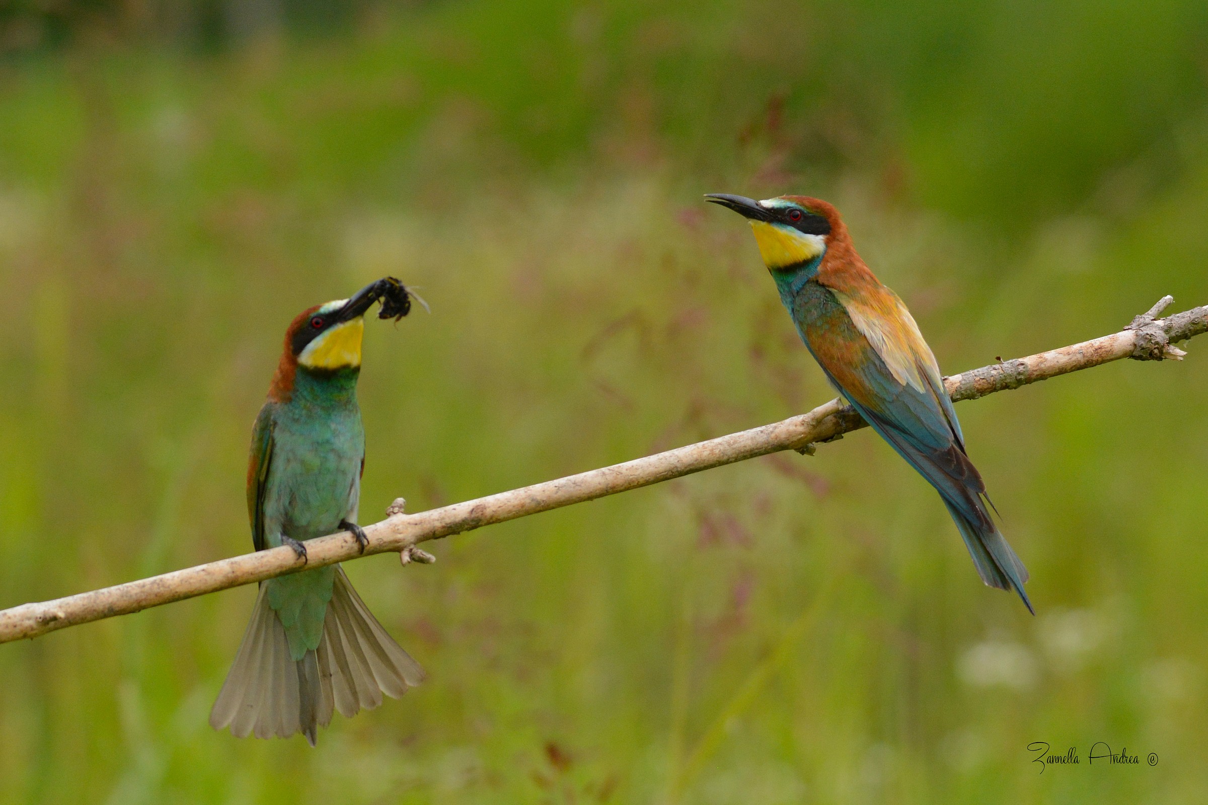 Pair of bee-eaters
