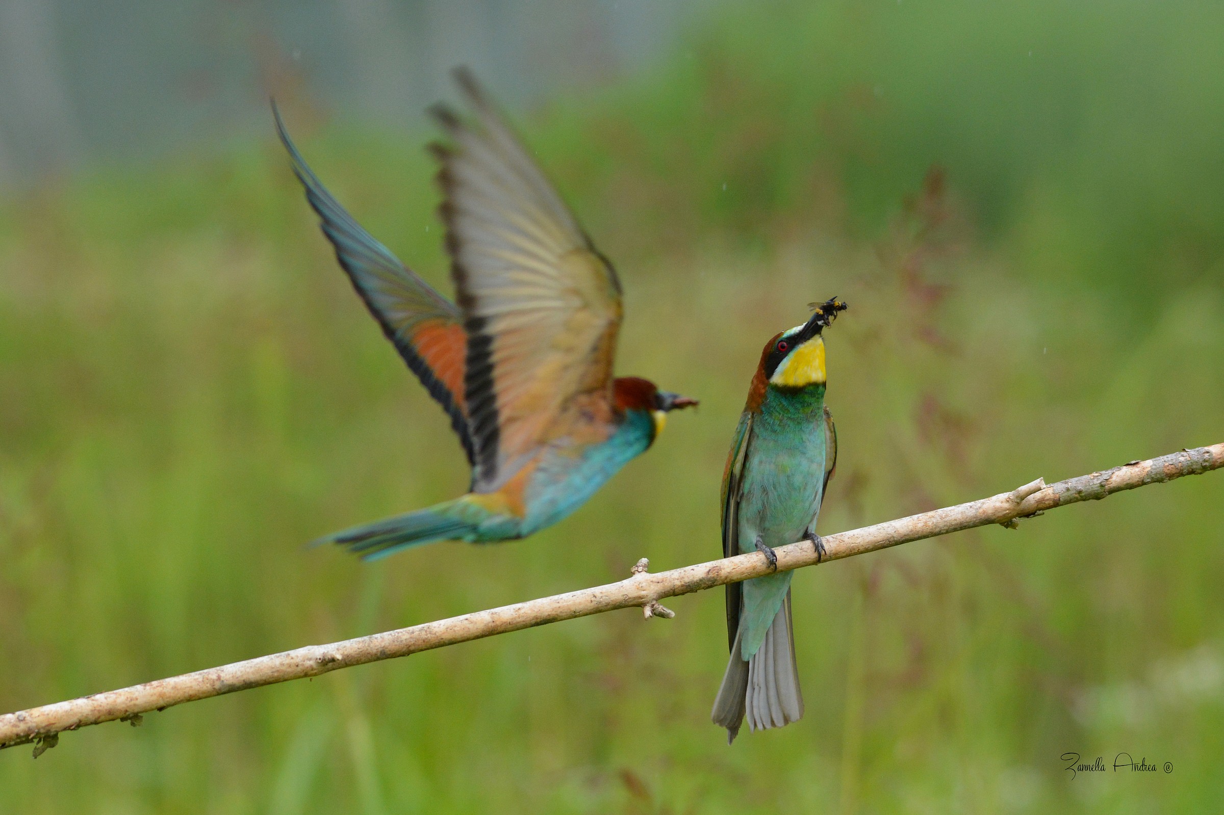 Gruccione passage ..