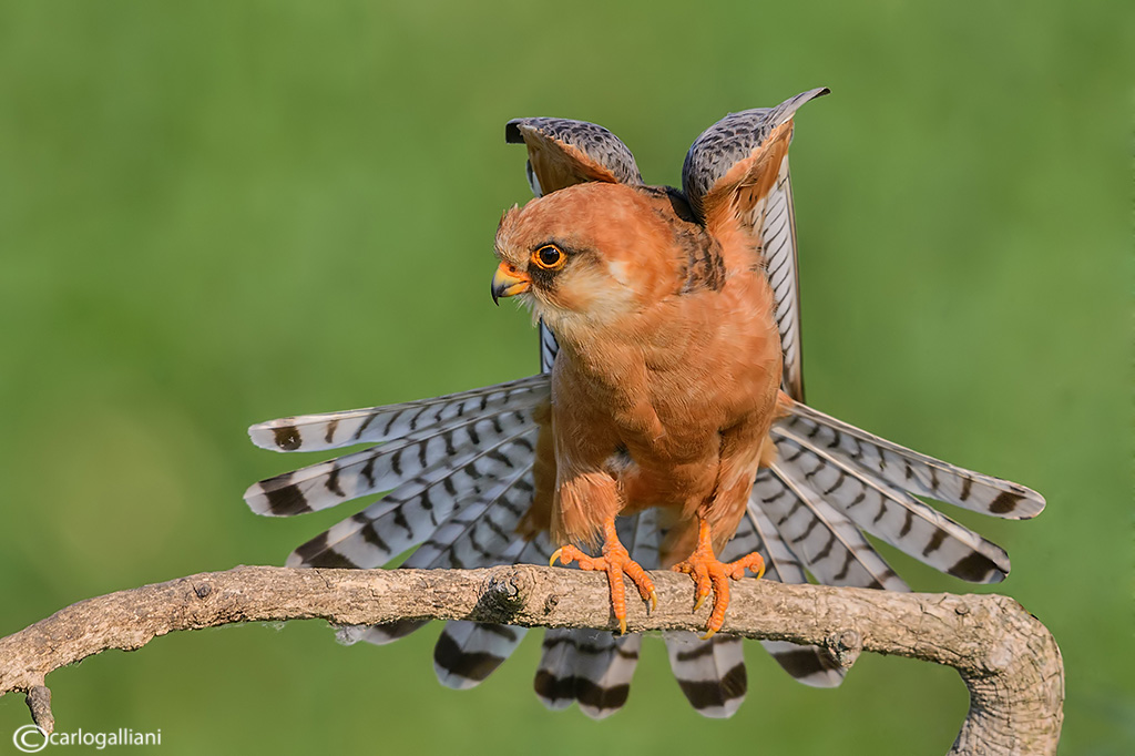 Red-footed Falcon