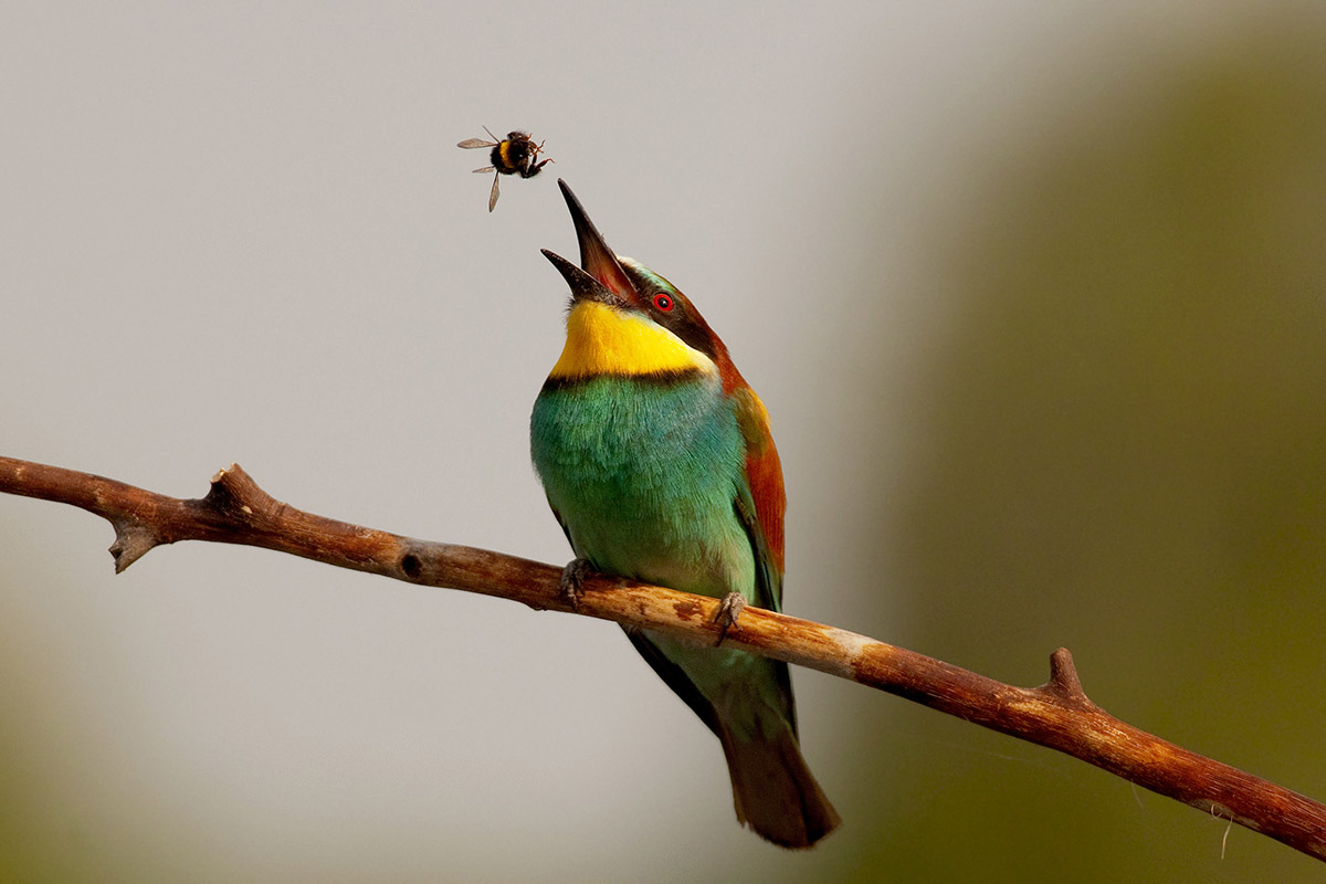 Bombus Bee-eater and "poor"