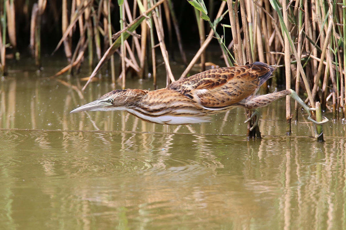 Bittern jov.