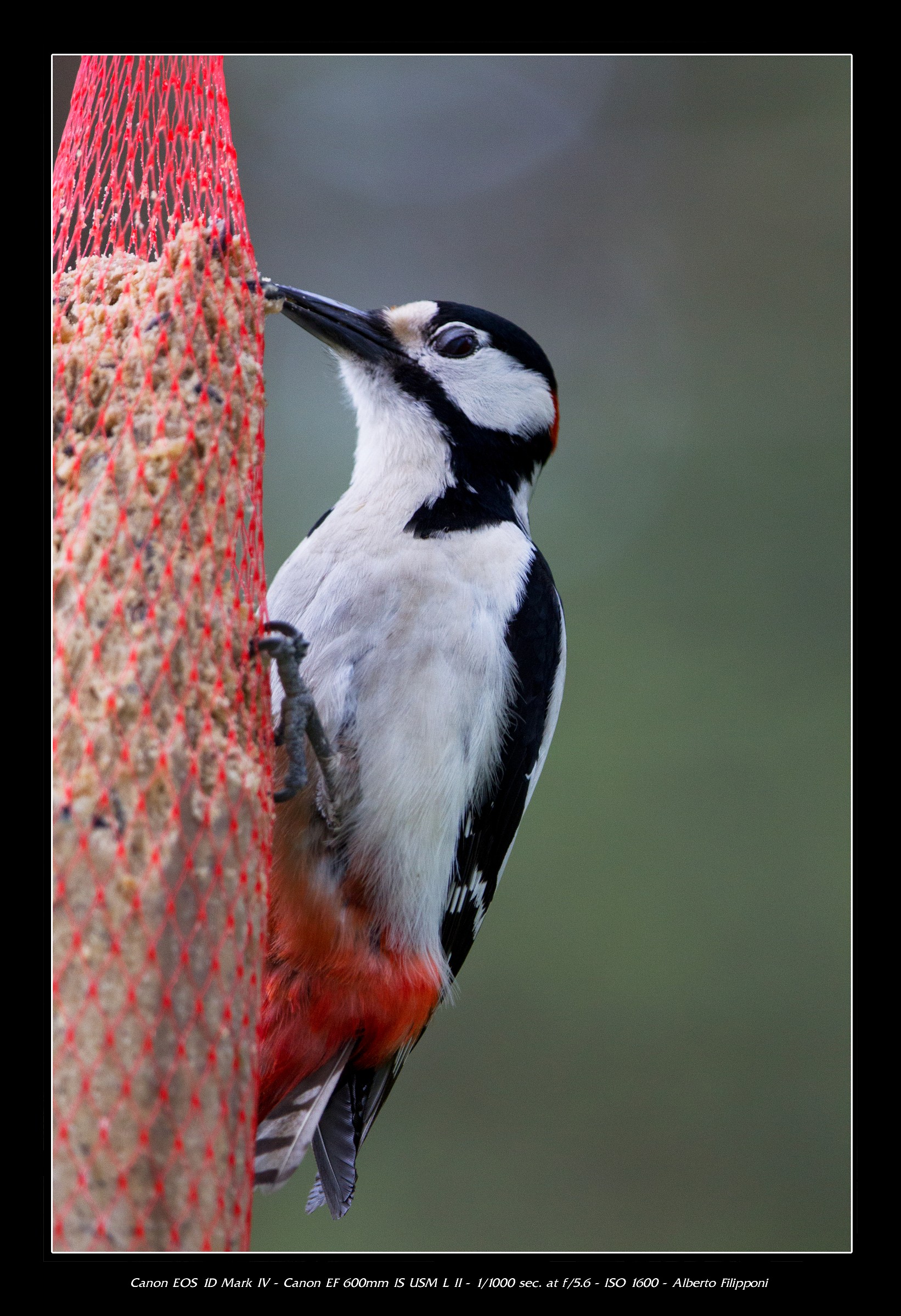 Woodpecker