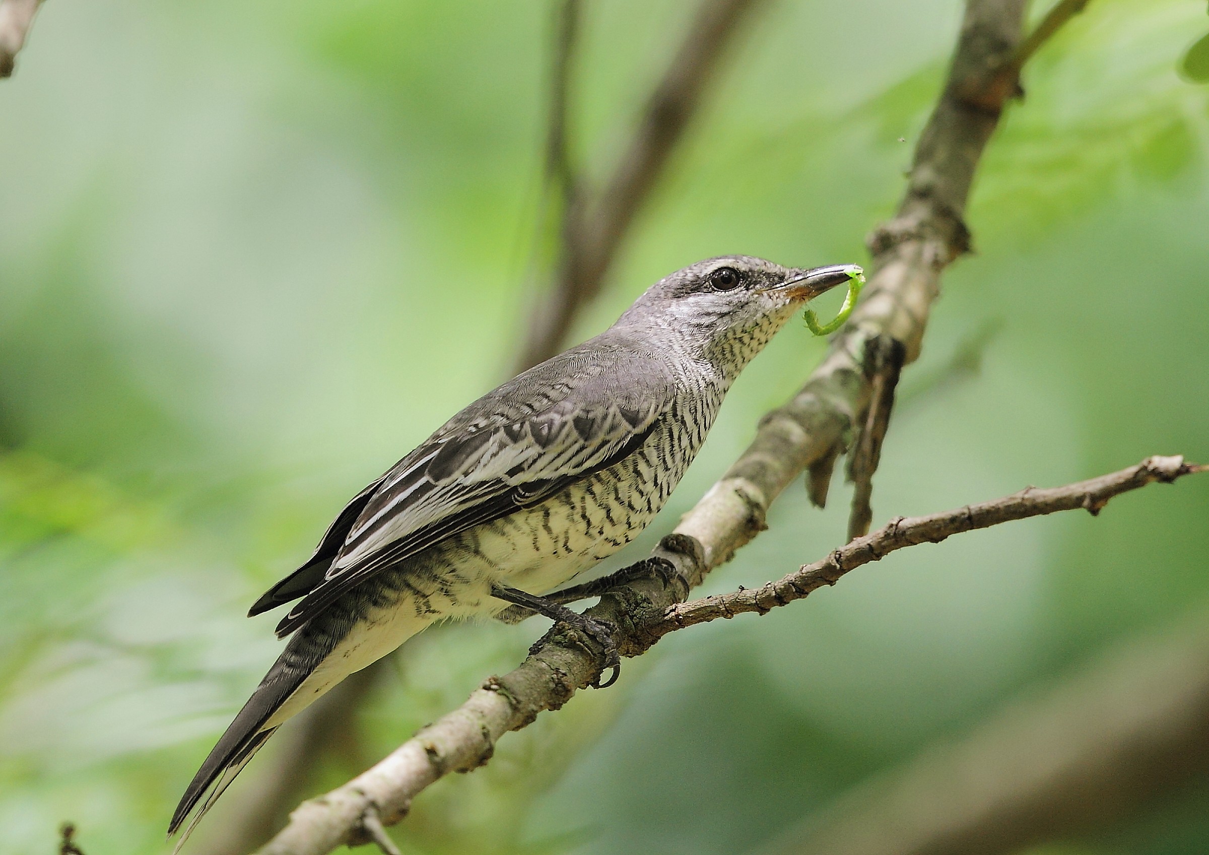 nero cuckooshrike headed, femmina