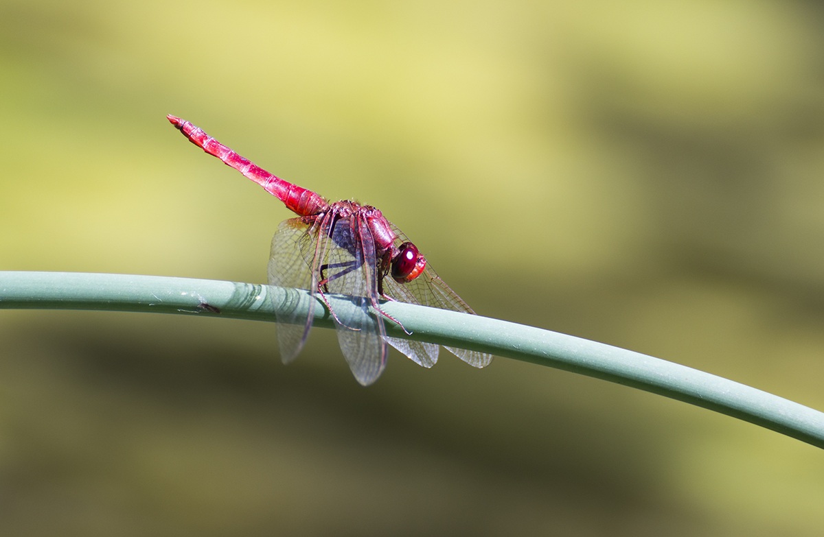 Sympetrum sanguineum