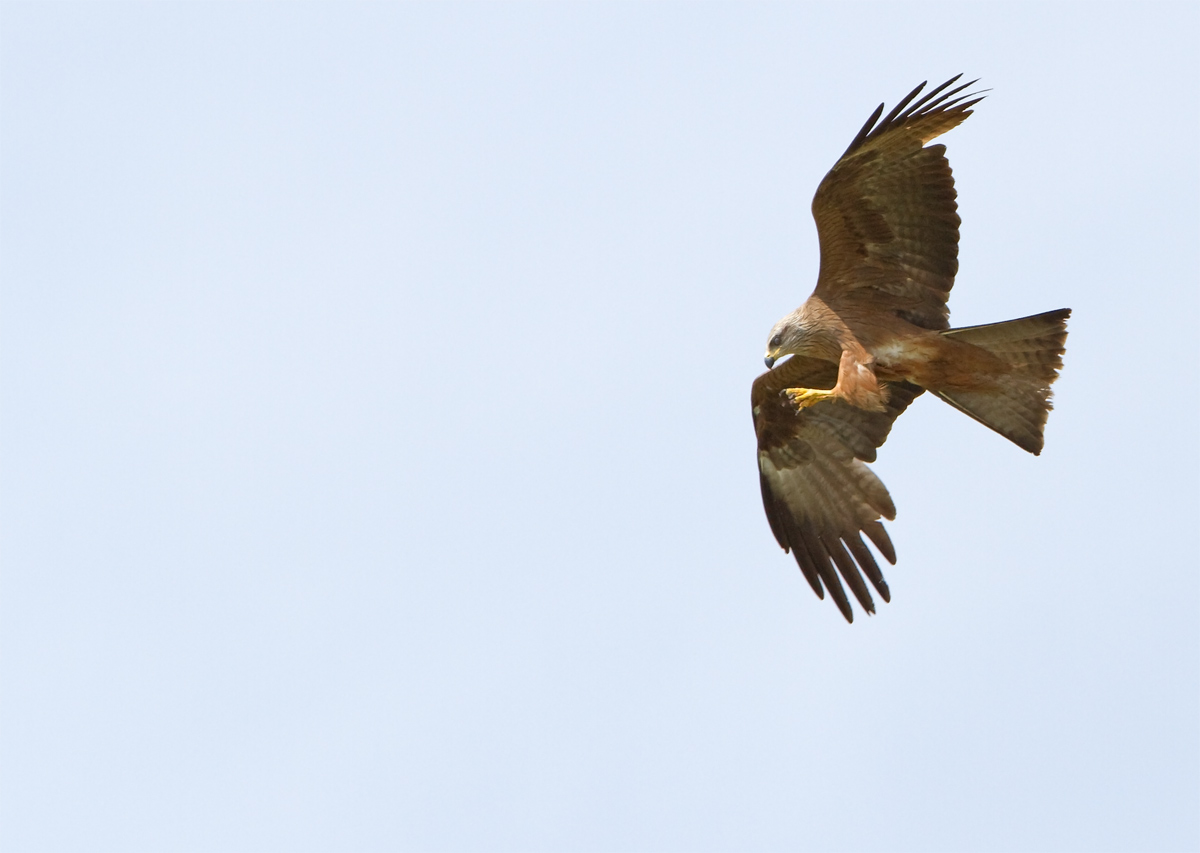 pulizia unghie......