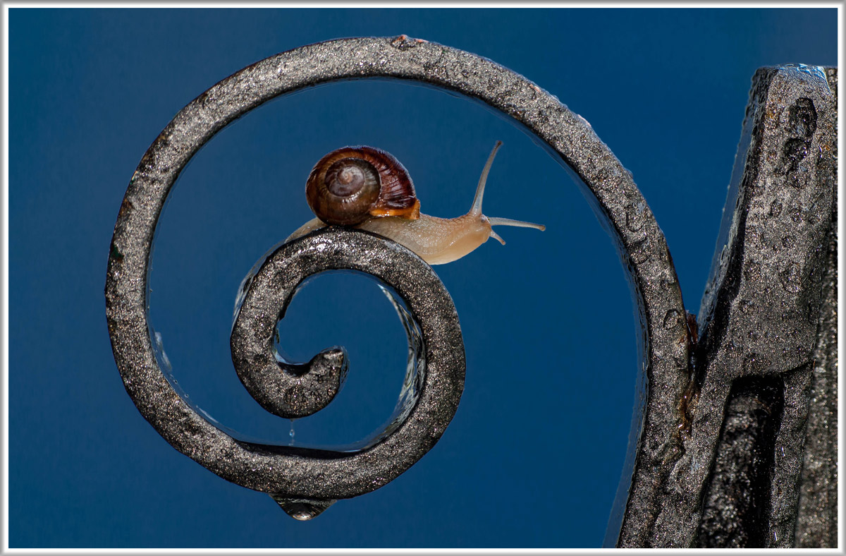 Spiral shell.