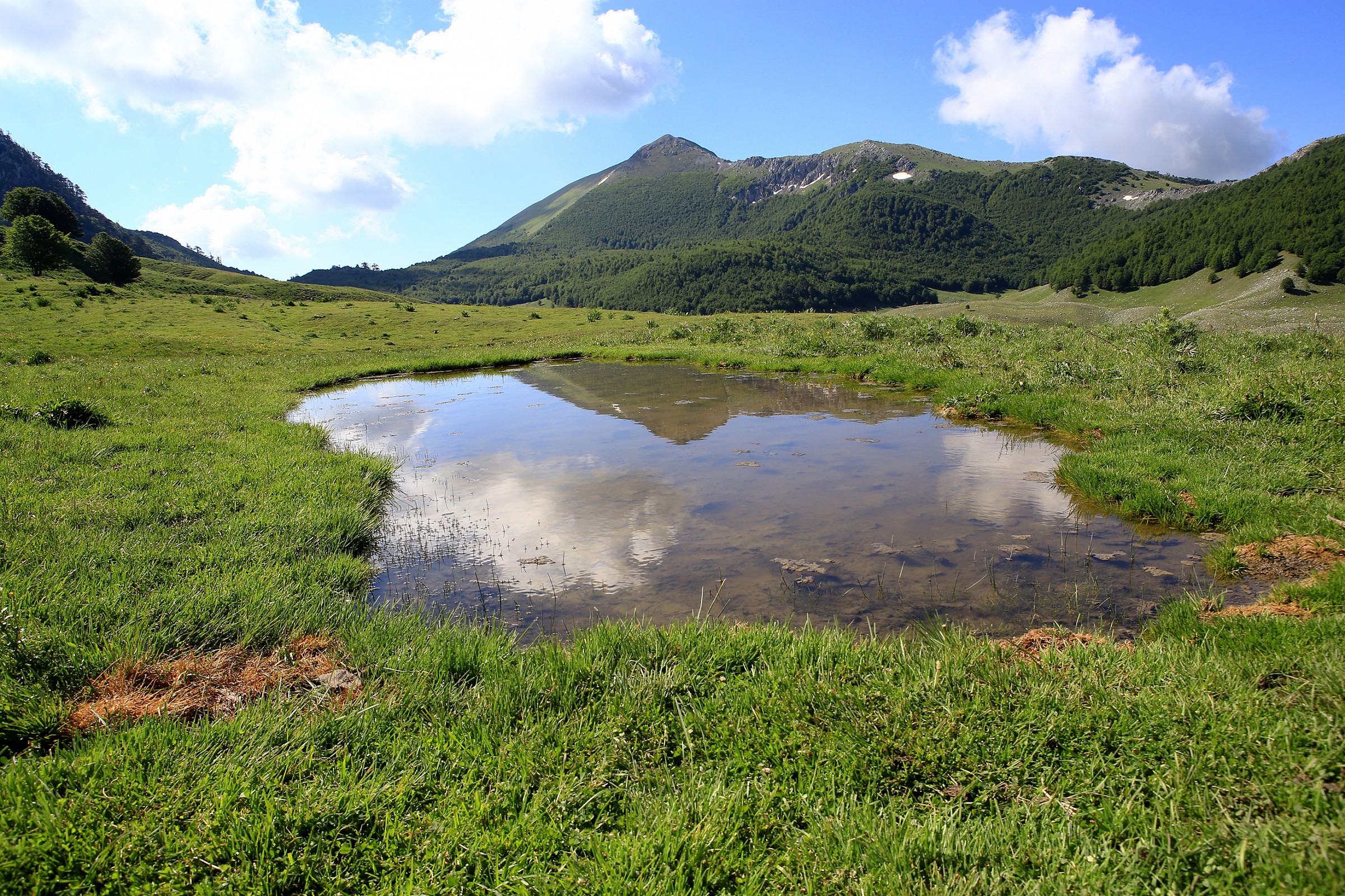 reflections on pollino