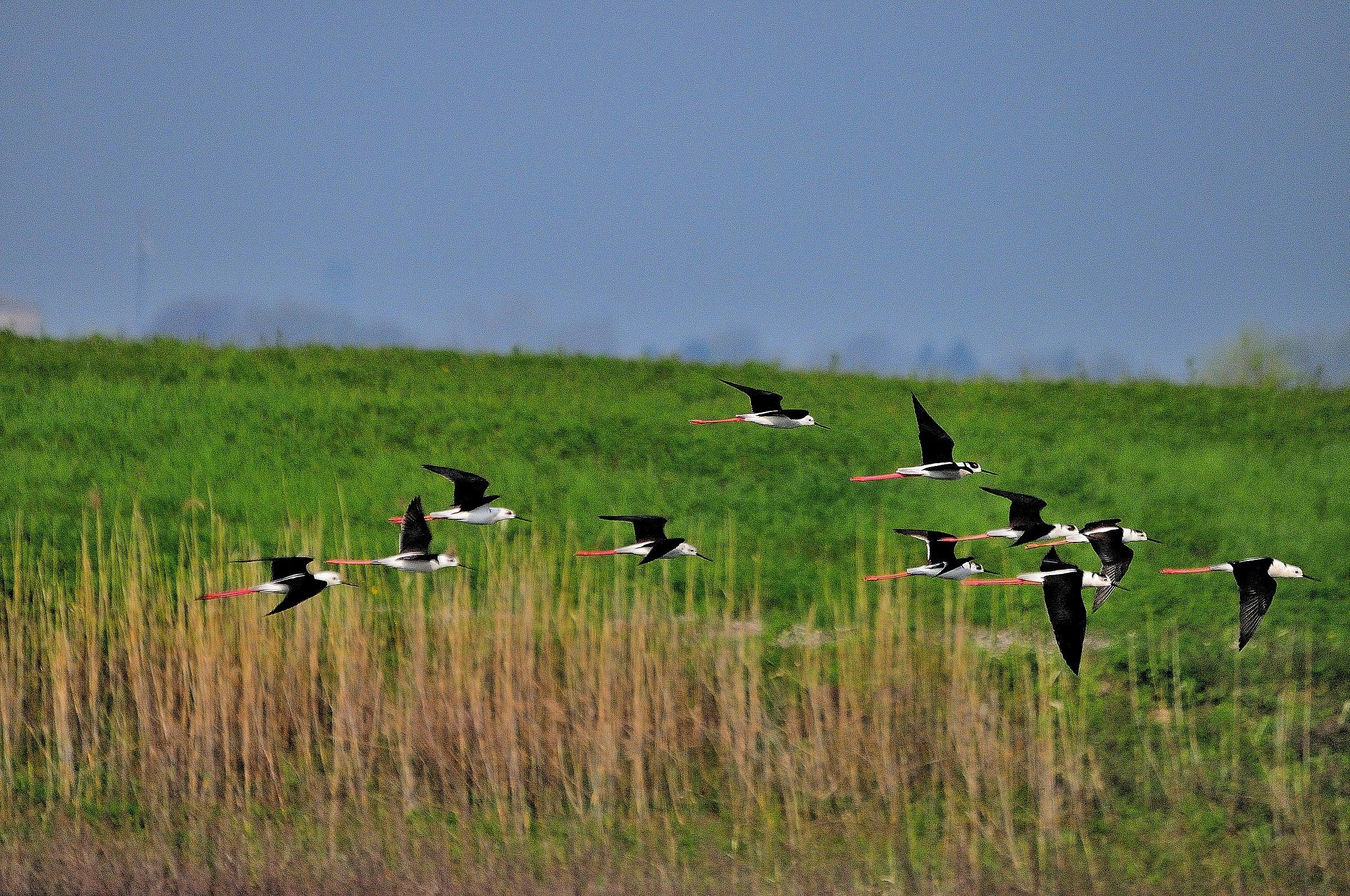 Knights fluttering ...