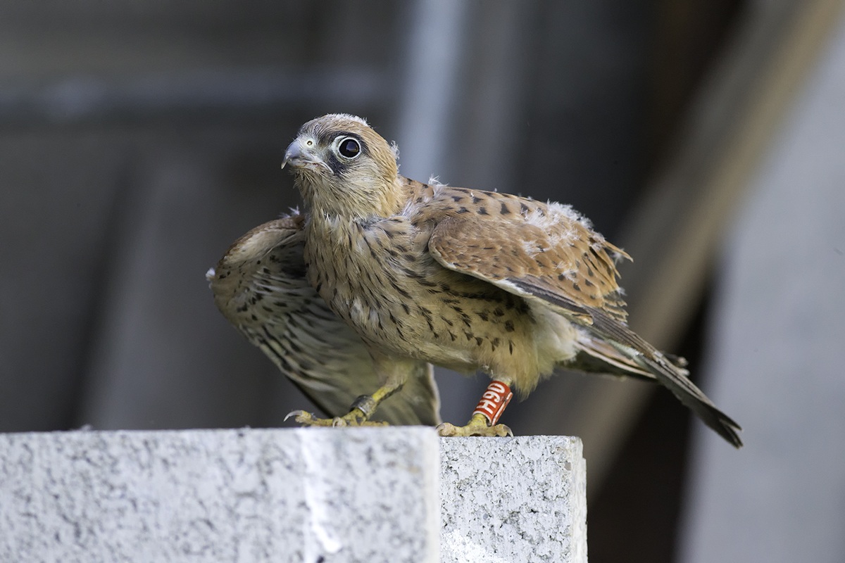 Pullo of lesser kestrel 1