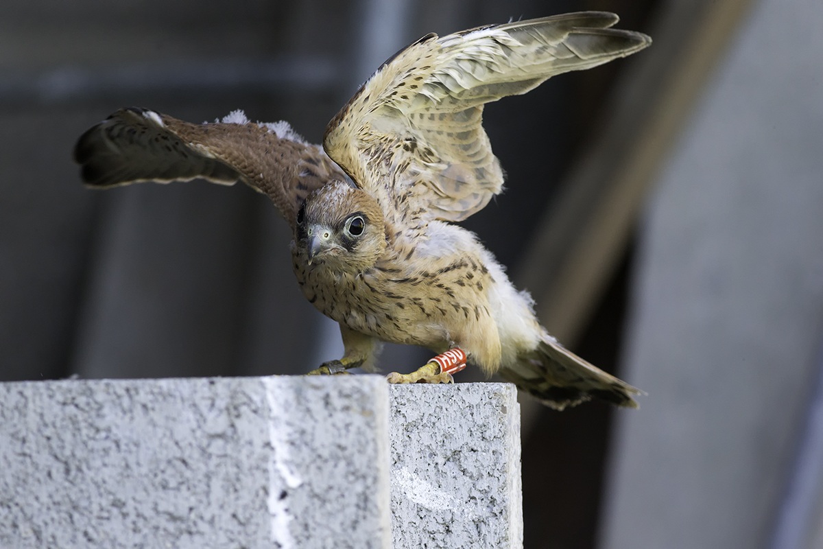 Pullo of lesser kestrel 2