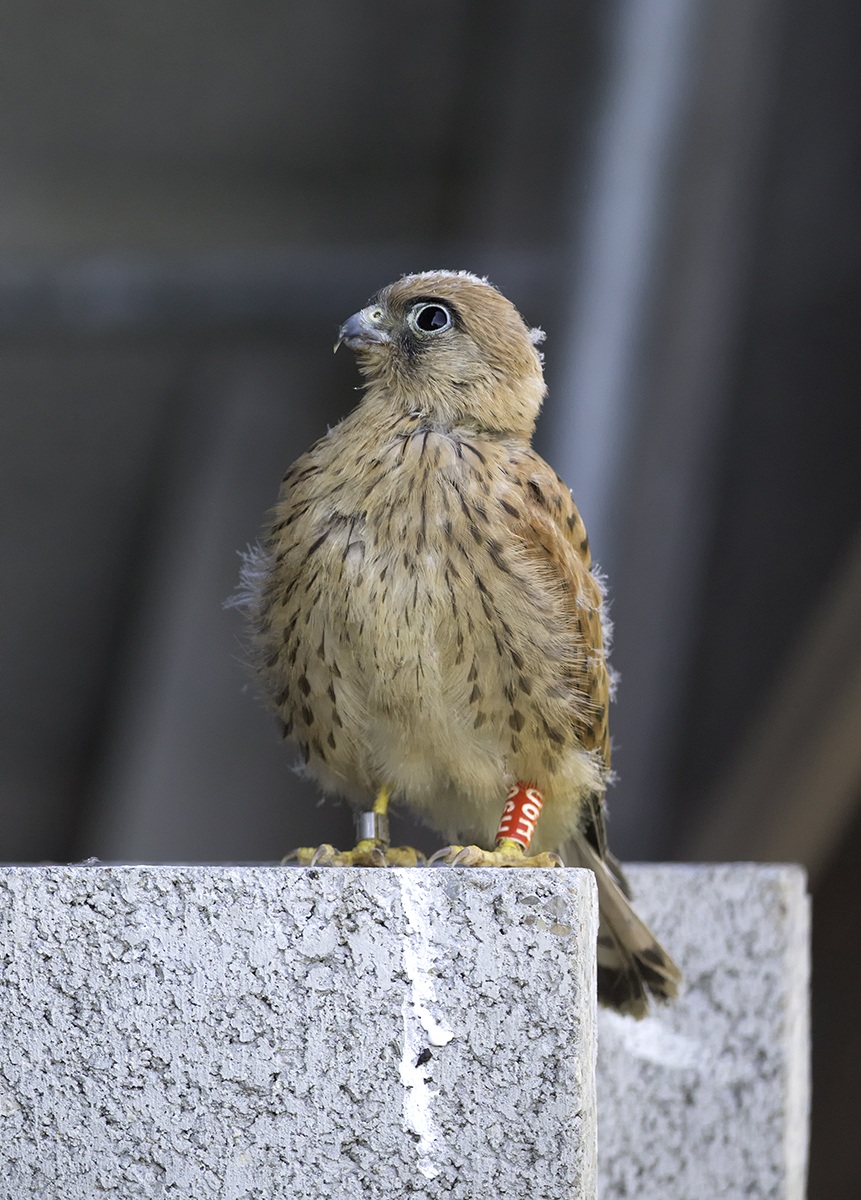 Pullo of lesser kestrel 3