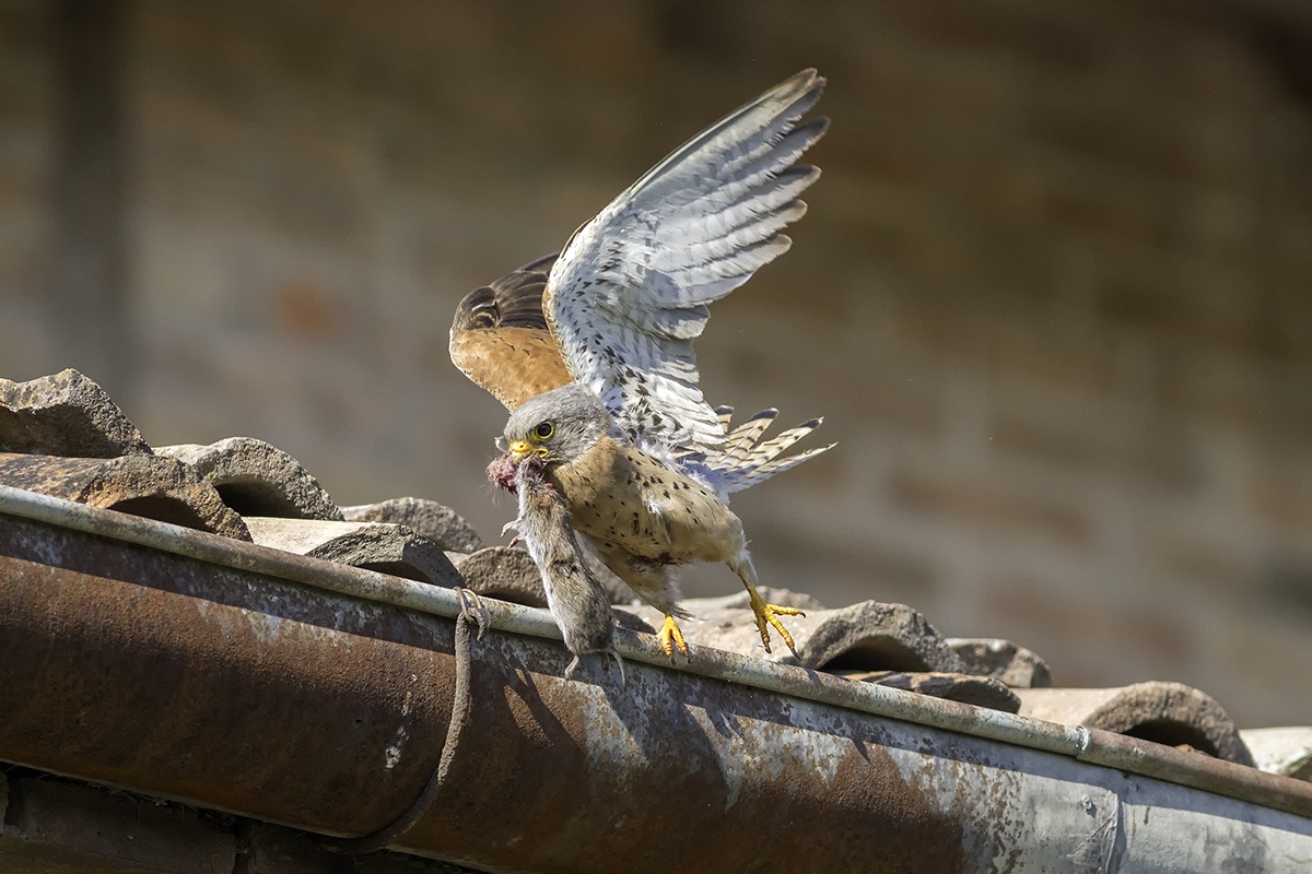 Lesser kestrel 7