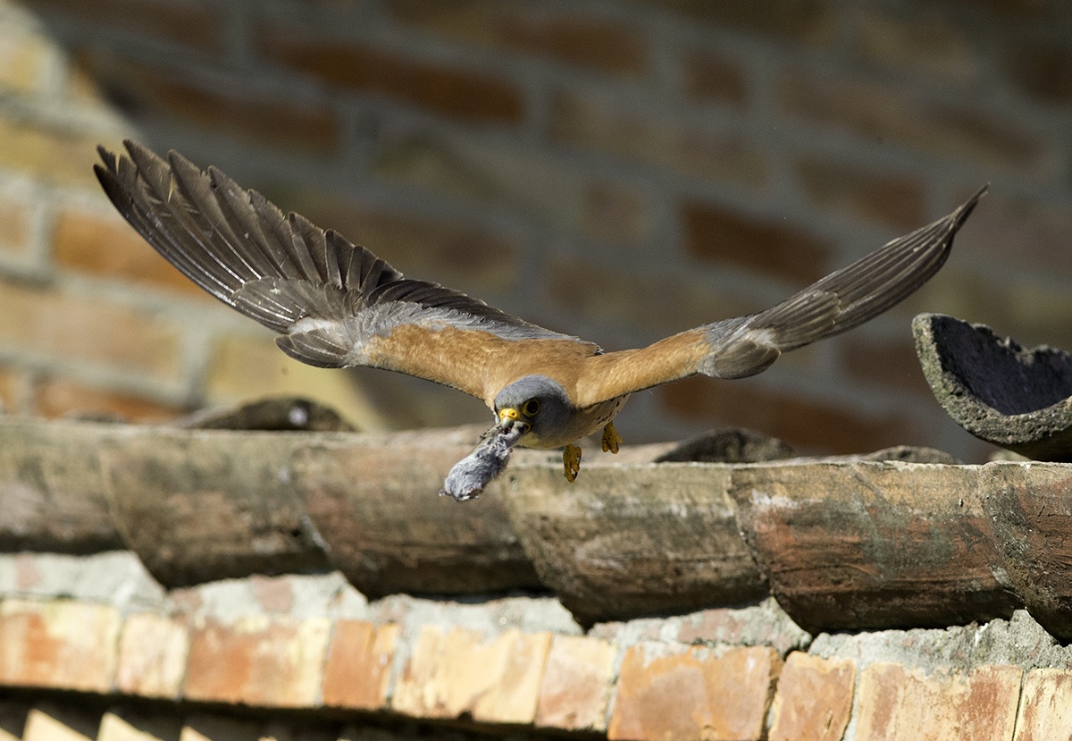 Lesser Kestrel 10