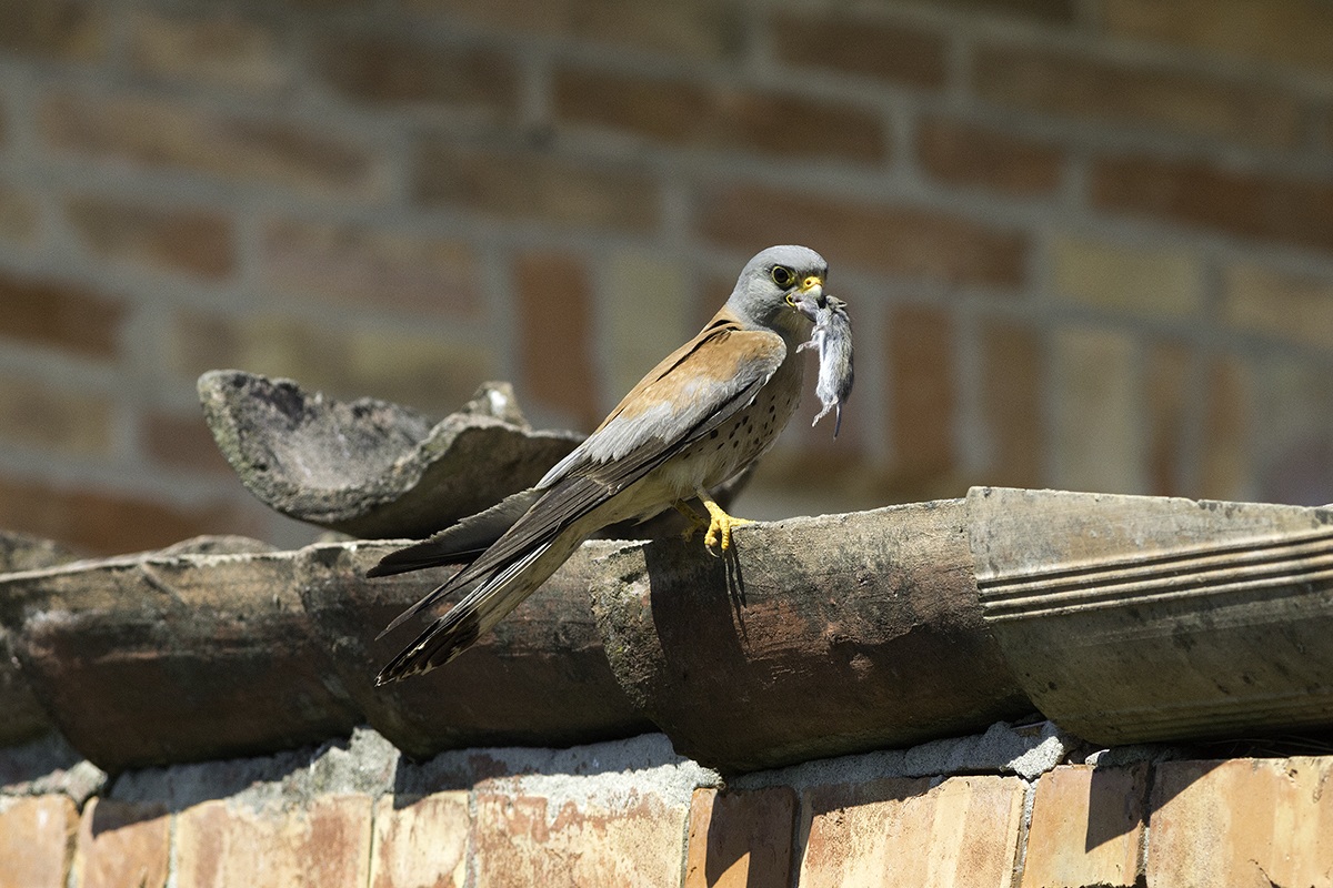 Lesser Kestrel 12