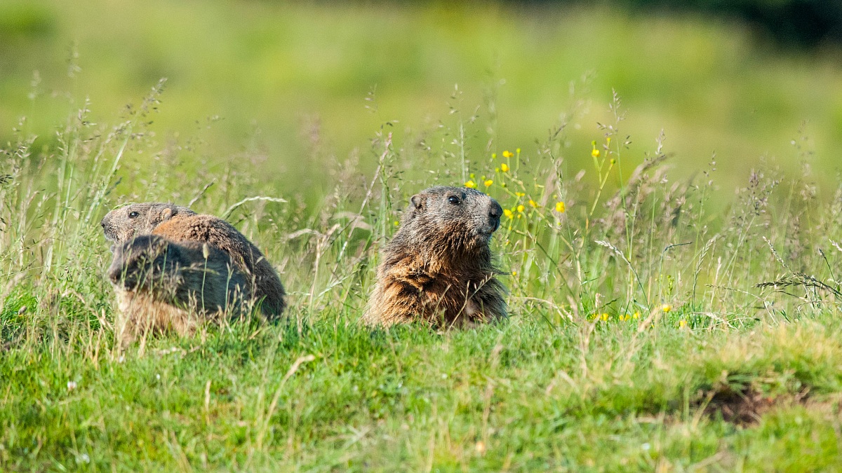 marmotte in guardia!