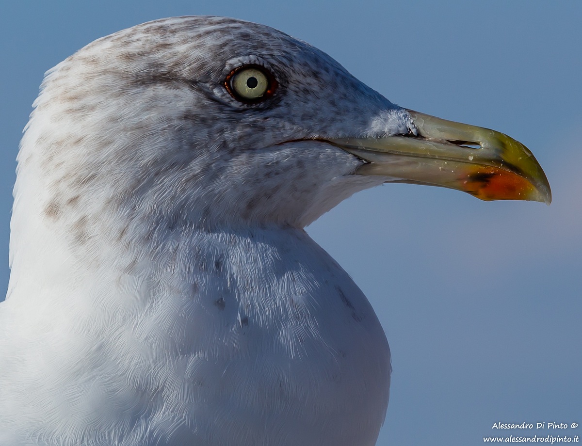 Herring Gulls