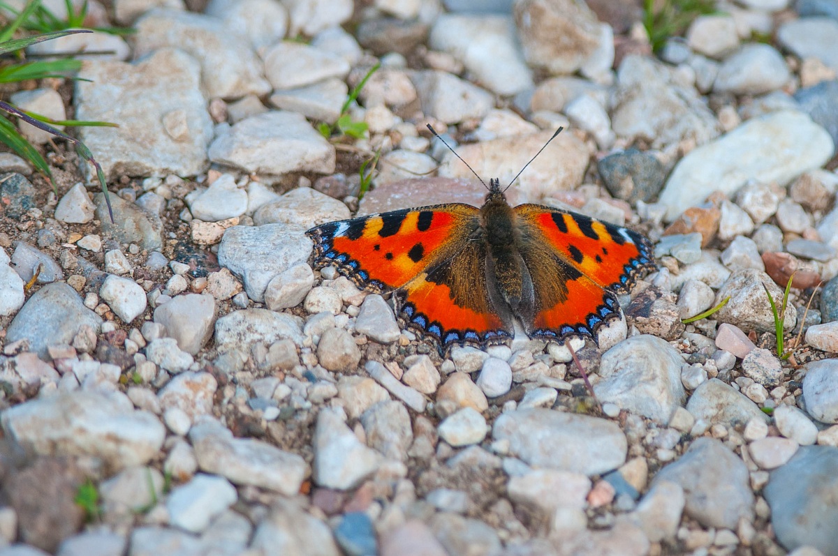 Vanessa dell'Ortica(Aglais Urticae).