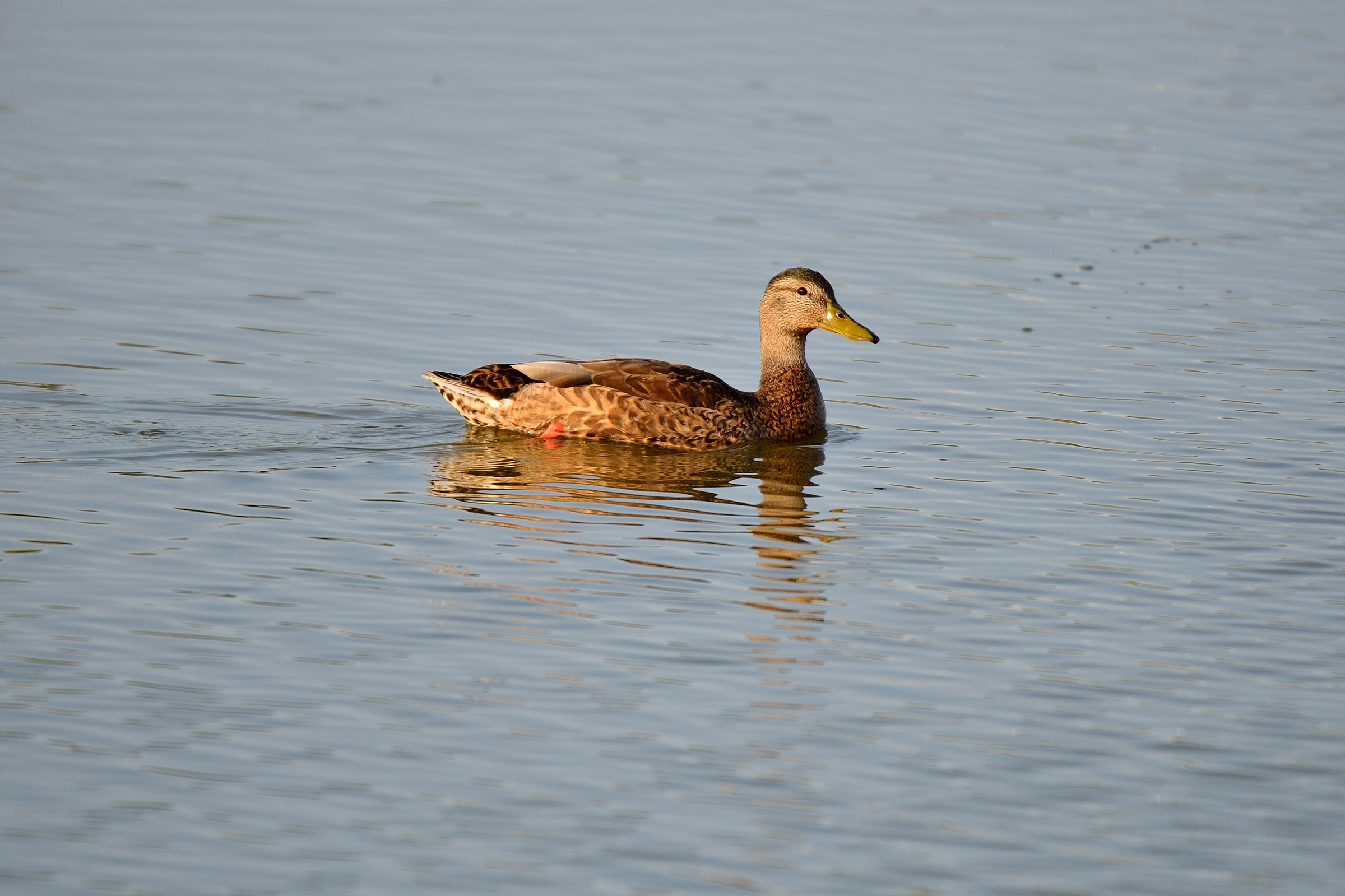 Testing Nikon Tamron 150-600 Germano Female