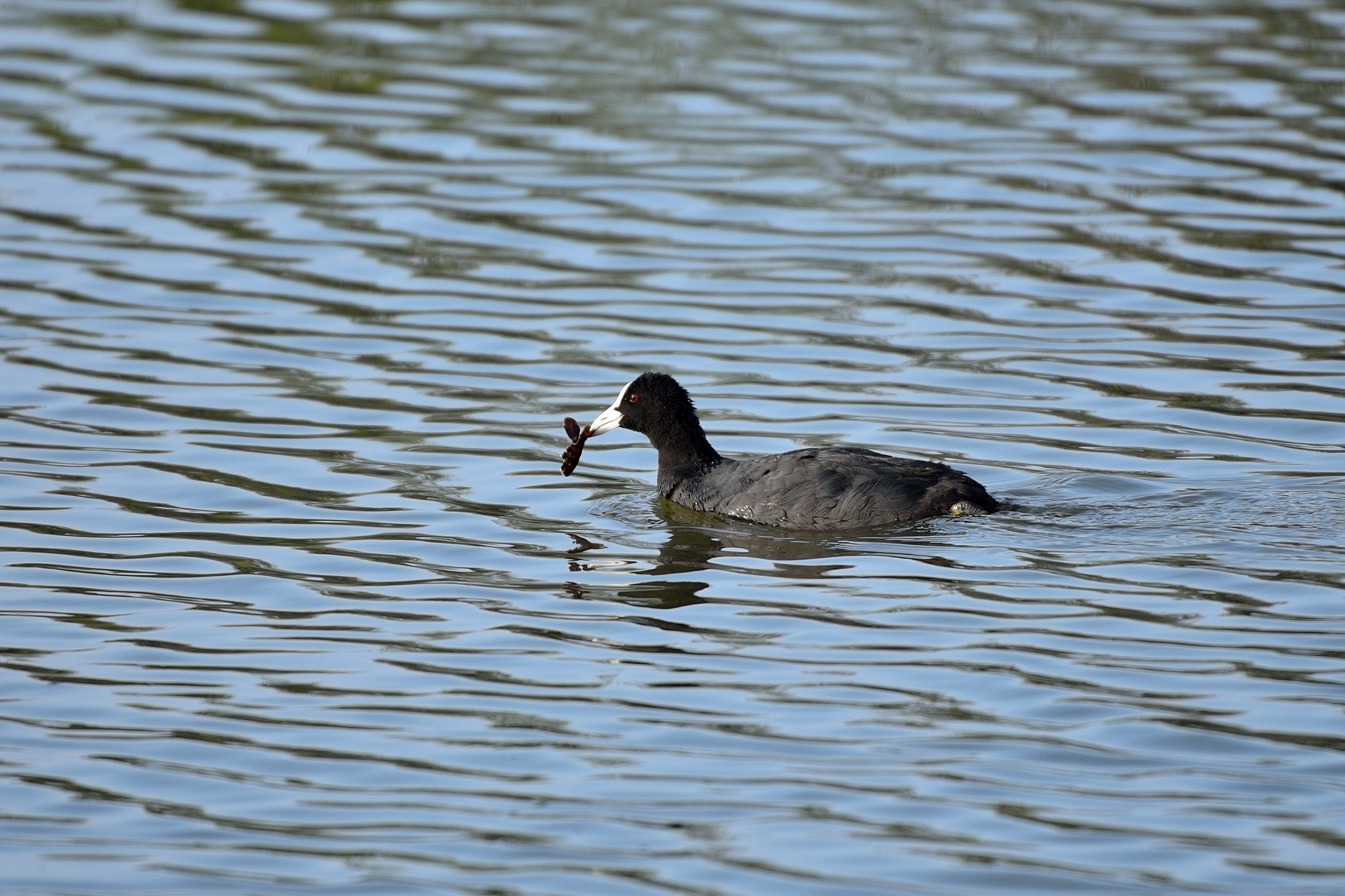 Testing Nikon Tamron 150-600 Coot with prey