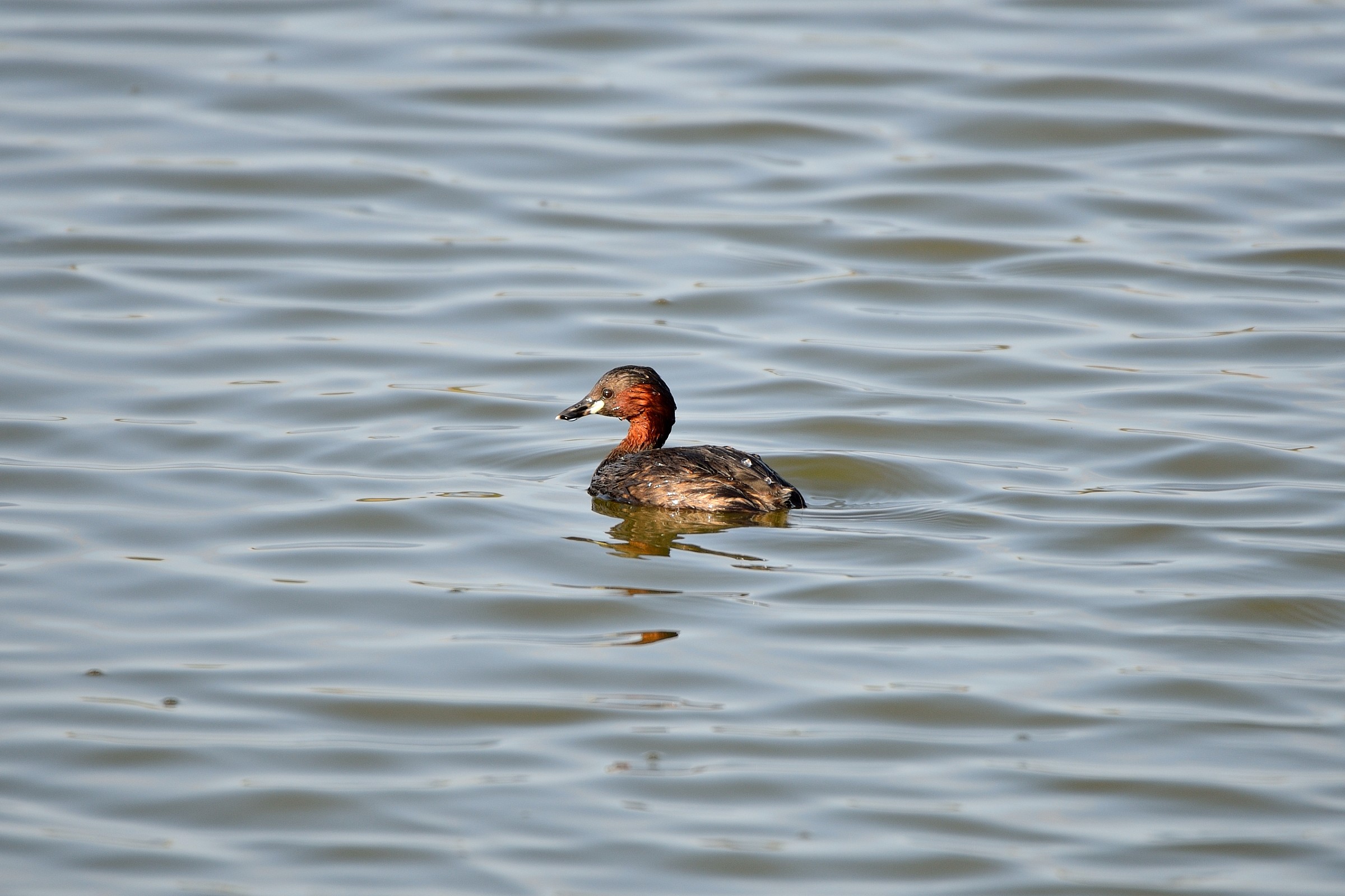 Testing Nikon Tamron 150-600 Grebe