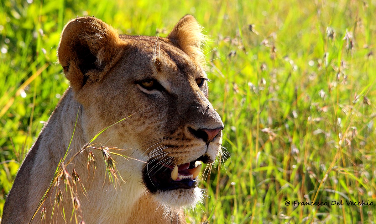 Ol Pejeta queen