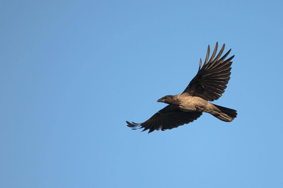 hooded crow