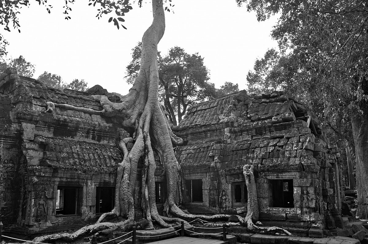 Angkor: la foresta che cresce